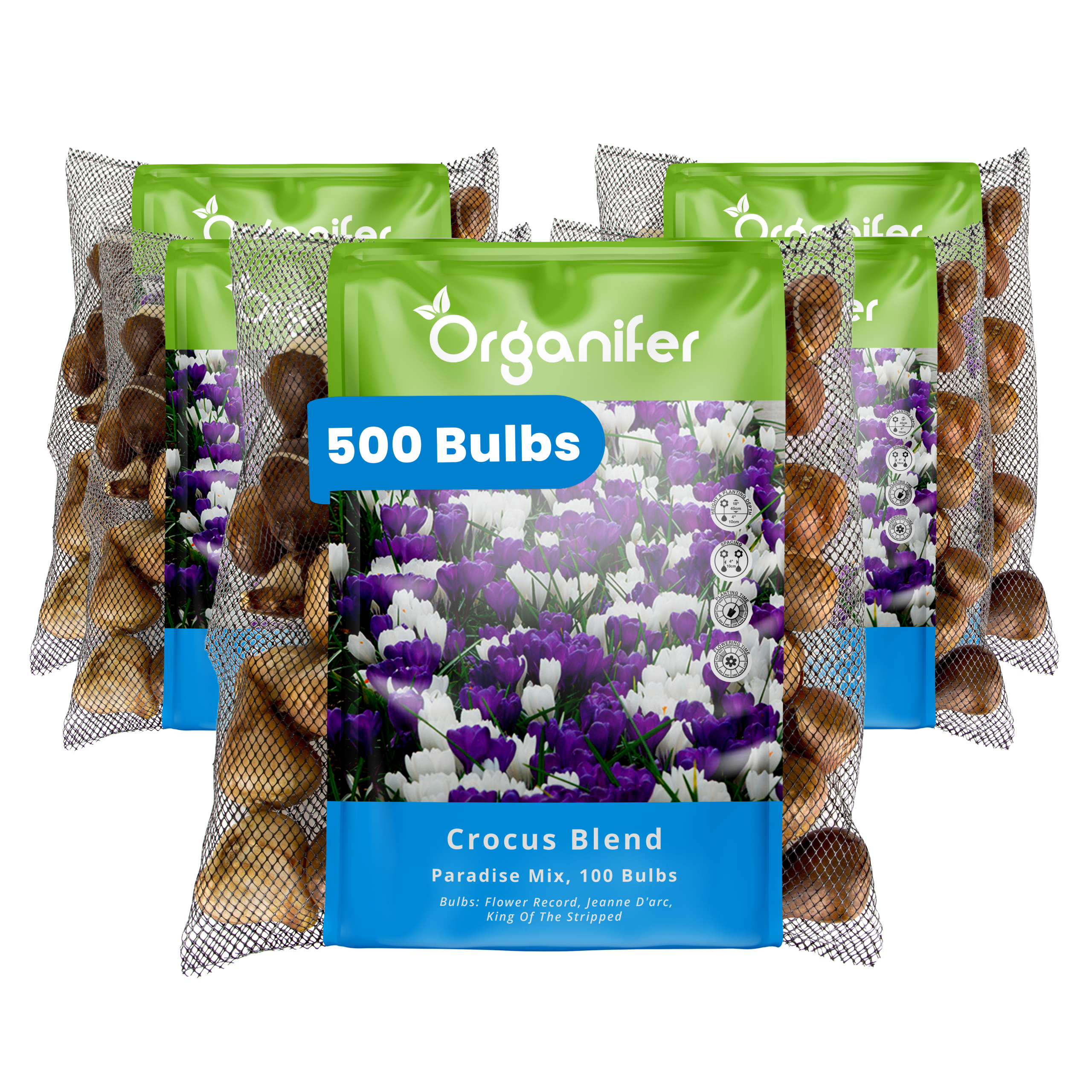 500 Crocus Bulbs – Large-Flowering Paradise Mix