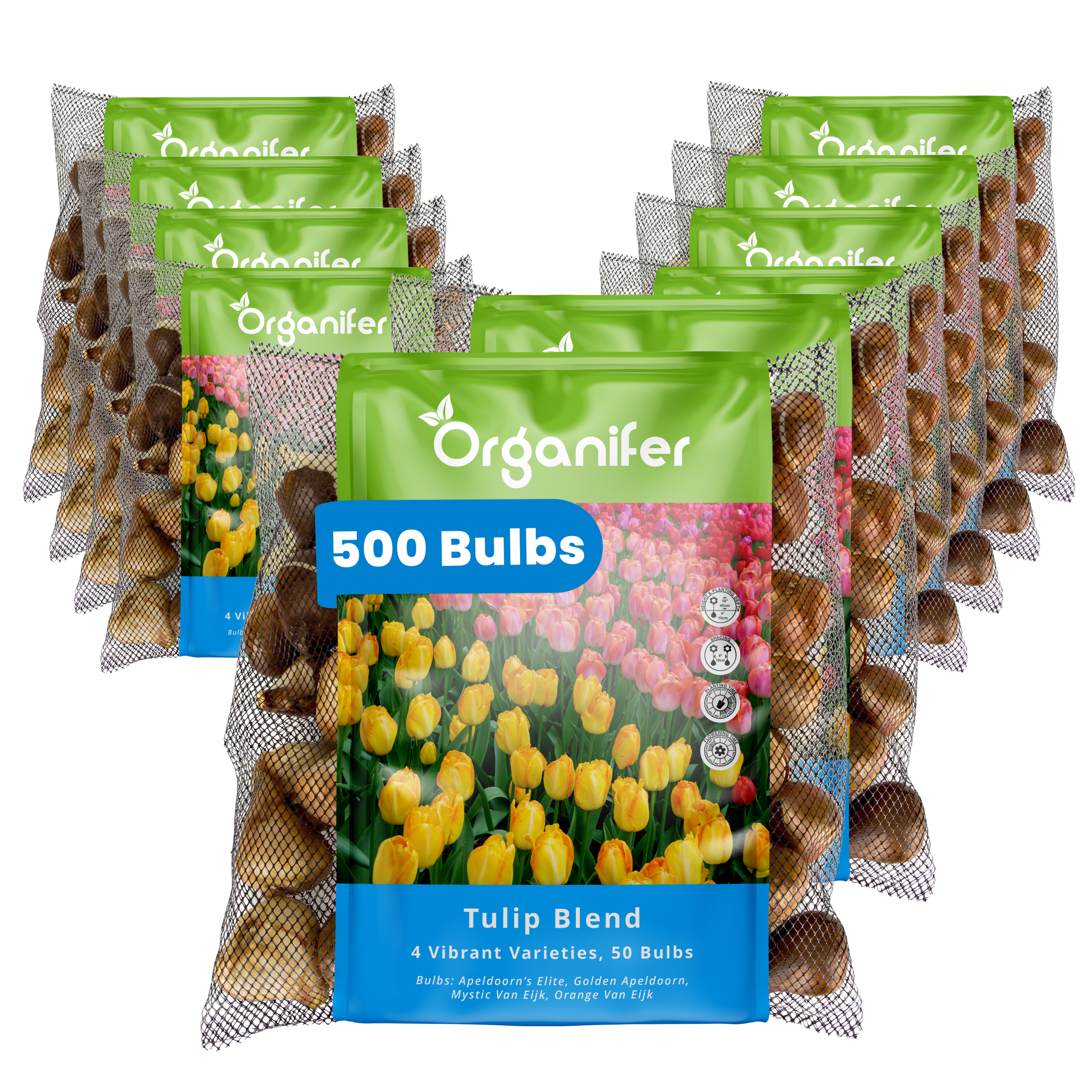 500 Tulip Bulbs – 4 Vibrant Varieties