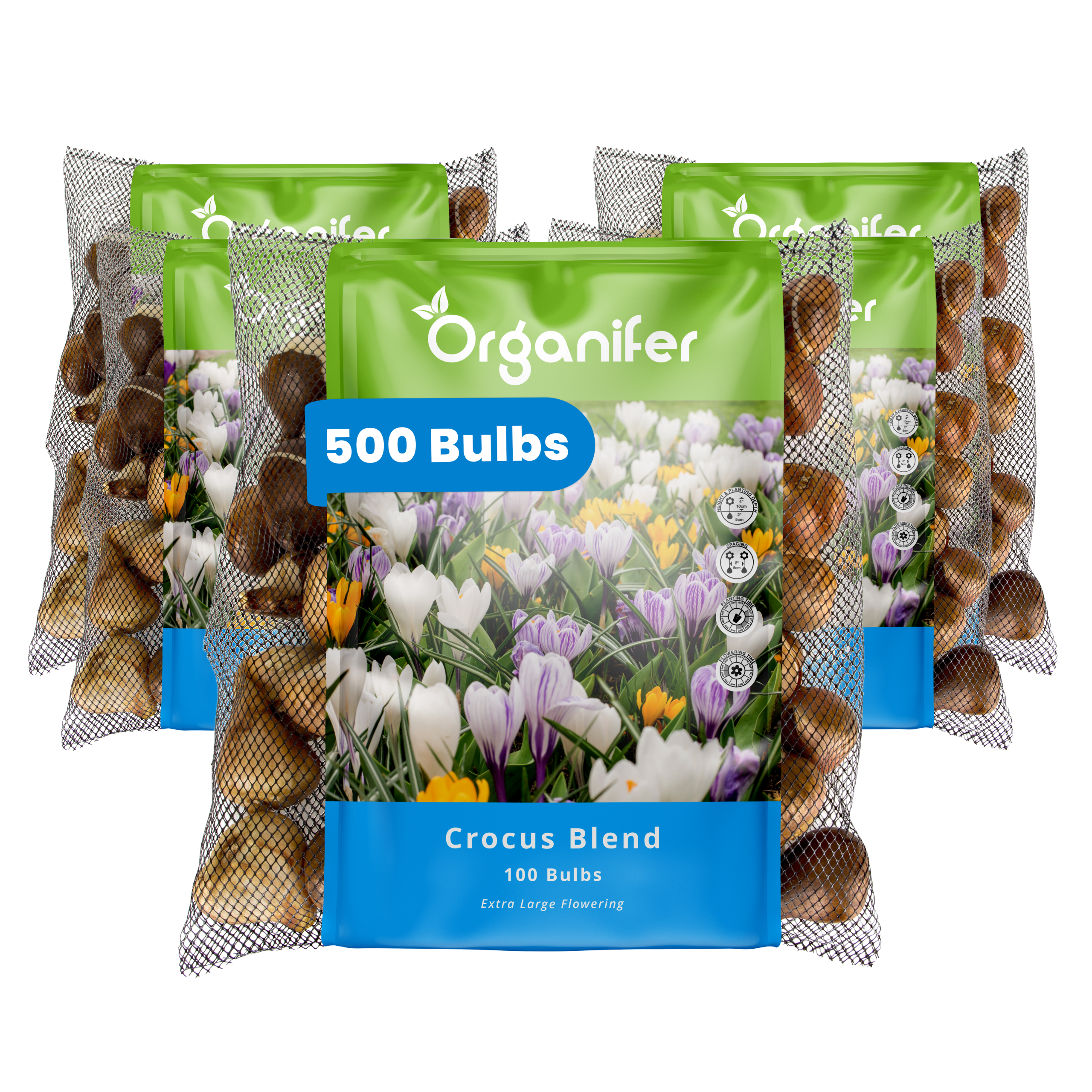 500 Crocus Bulbs – Large-Flowered Mix