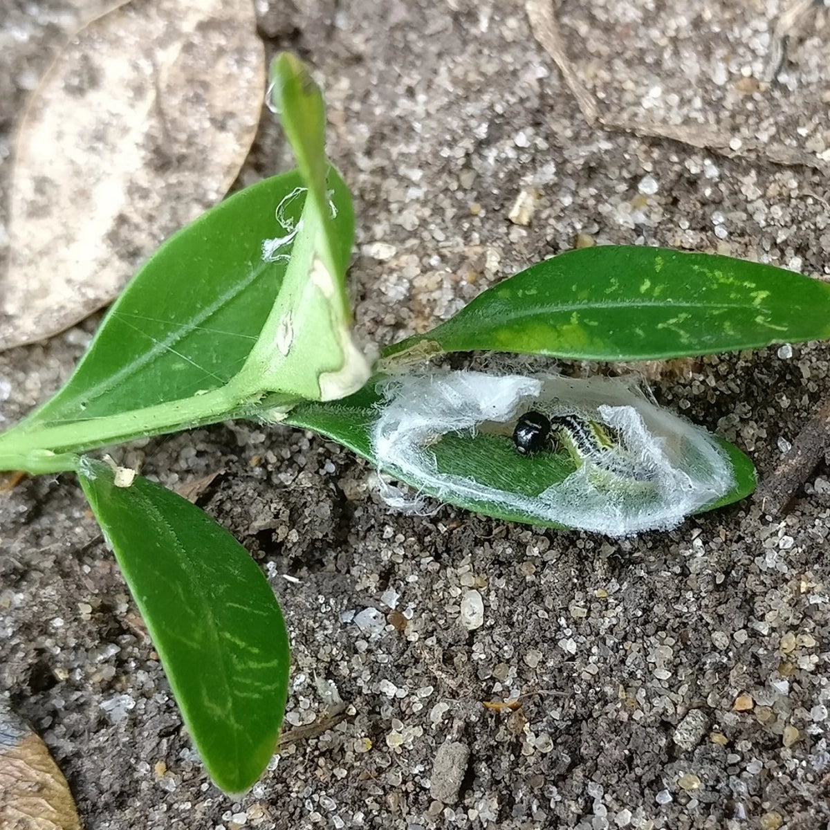 Styrker mod møl- og svampetryk