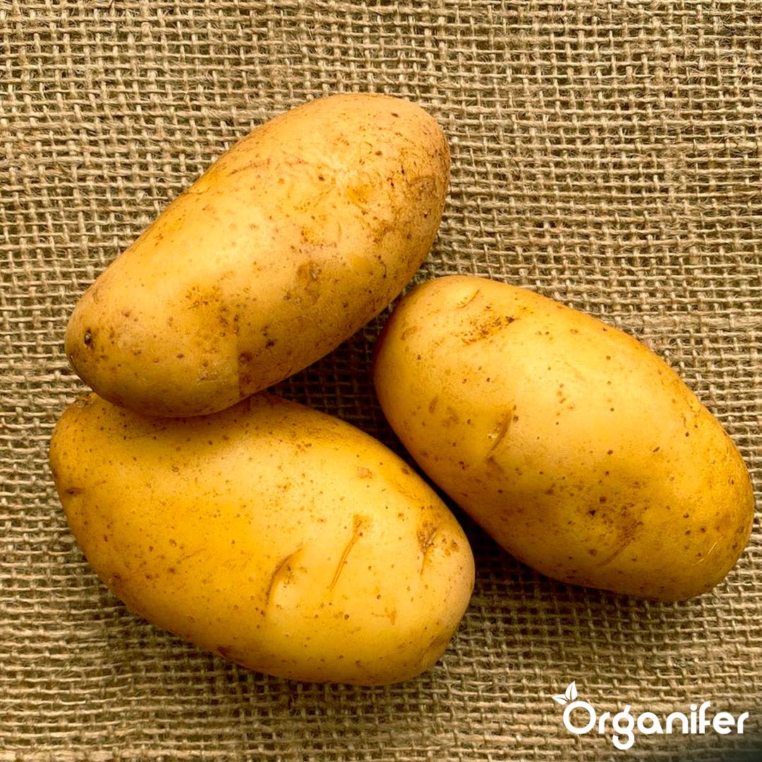 Seed Potatoes Nicola A