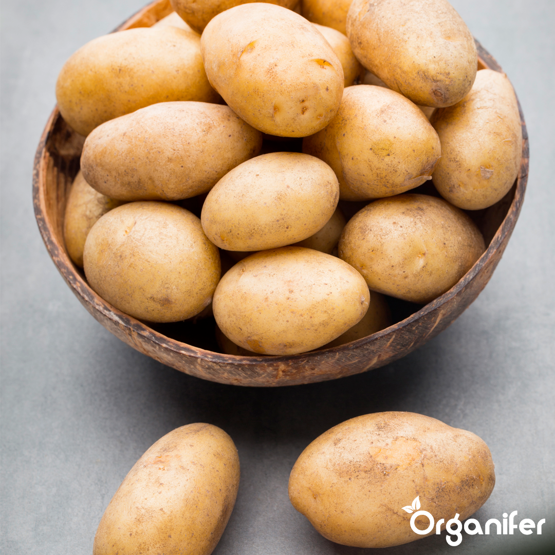 Organic Seed Potatoes Nola