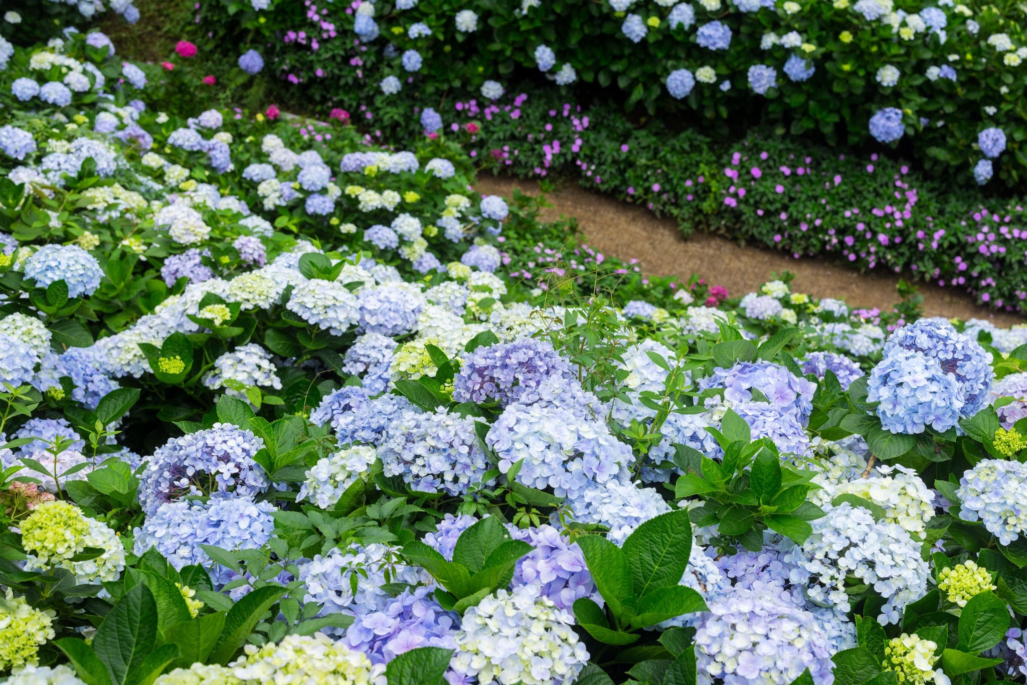 Una sorpresa única en cada caja - Caja misteriosa de bulbos de flores CLASSIC azul