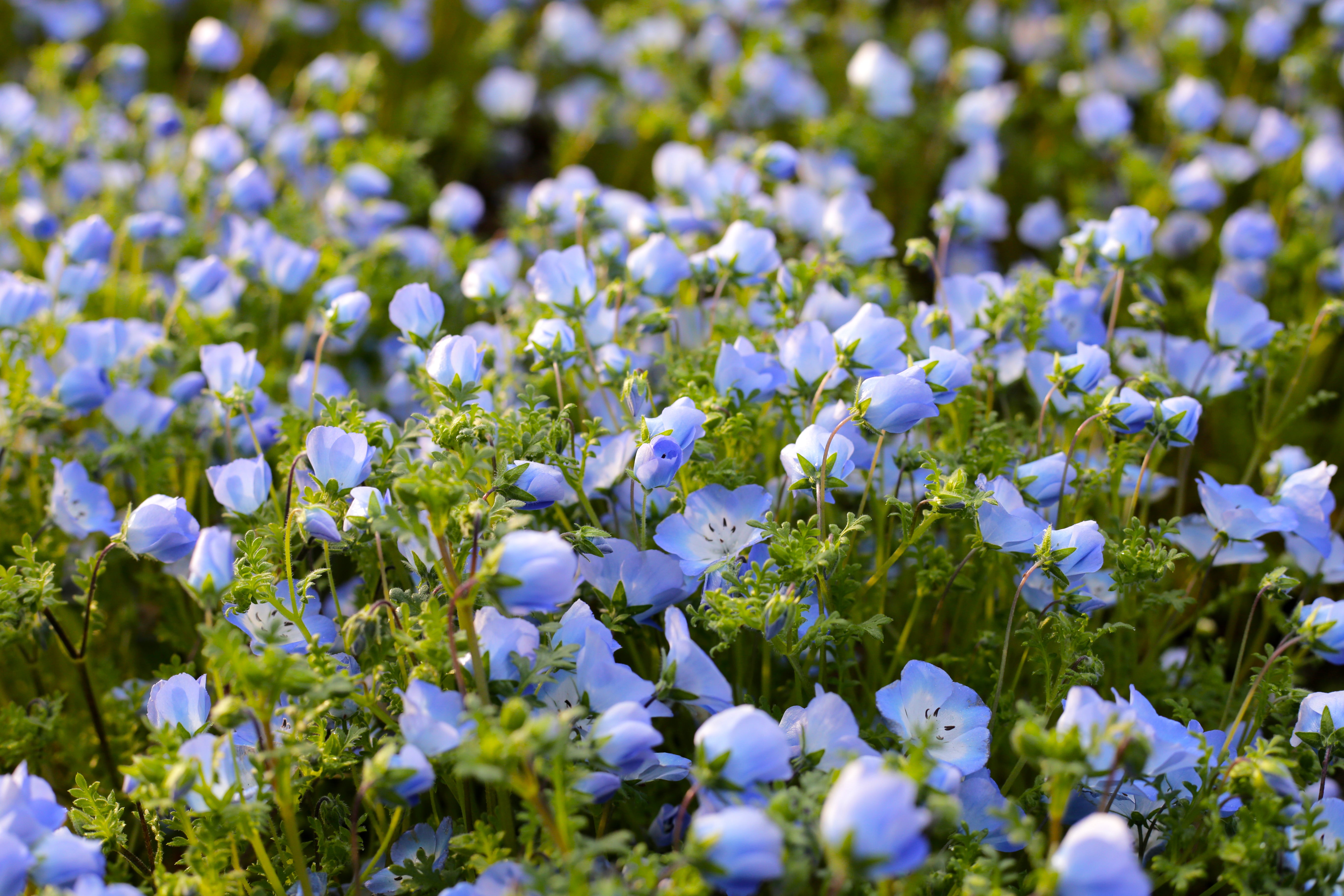 Hermosas floraciones durante toda la primavera
