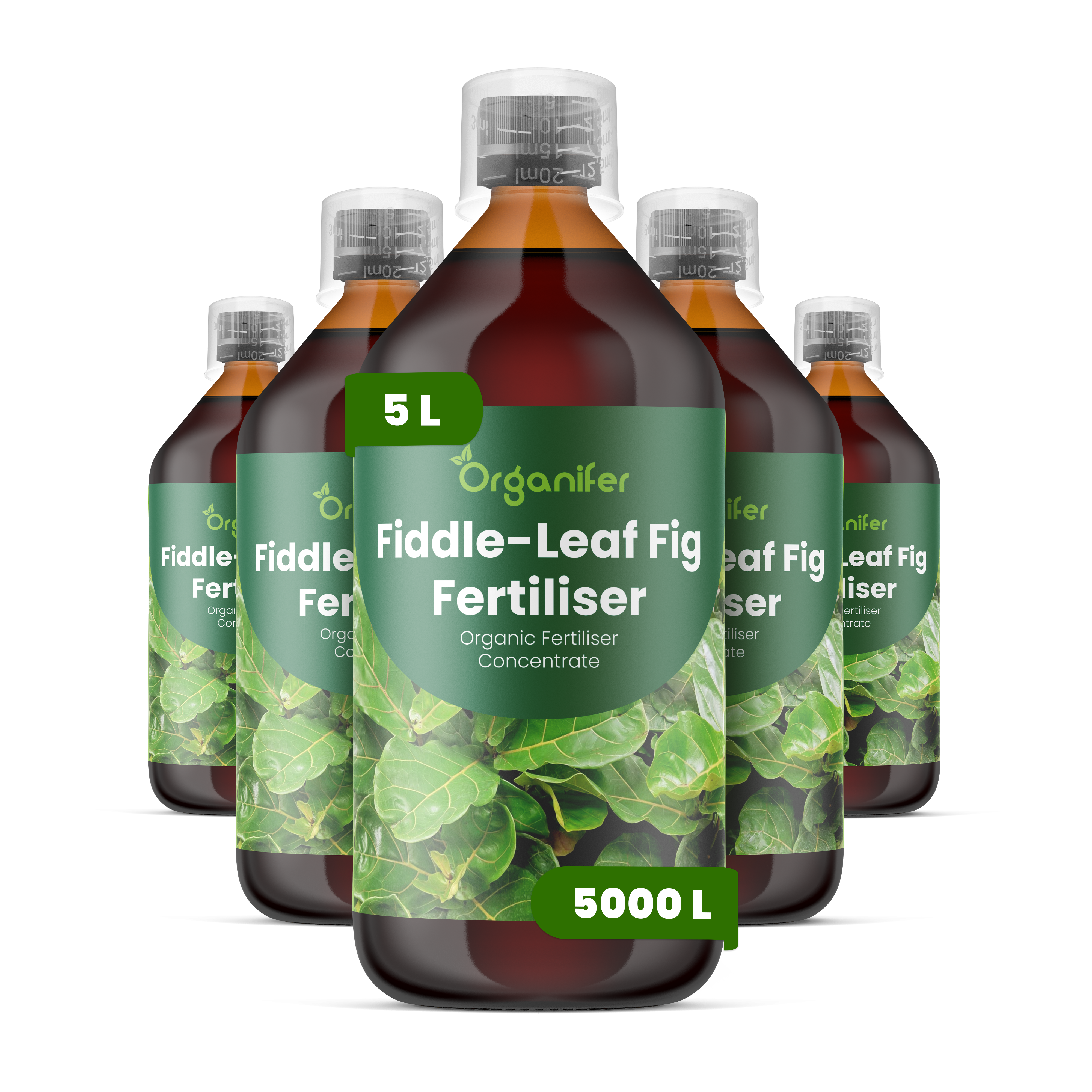 5L_Fiddle-leaf_Fig