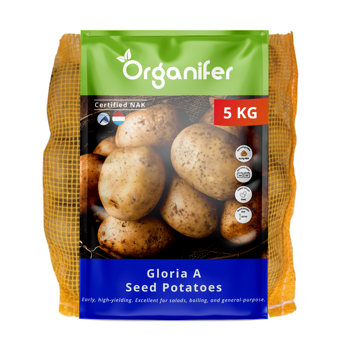 Pommes de terre de semence Gloria A 28/40 (5 kg)