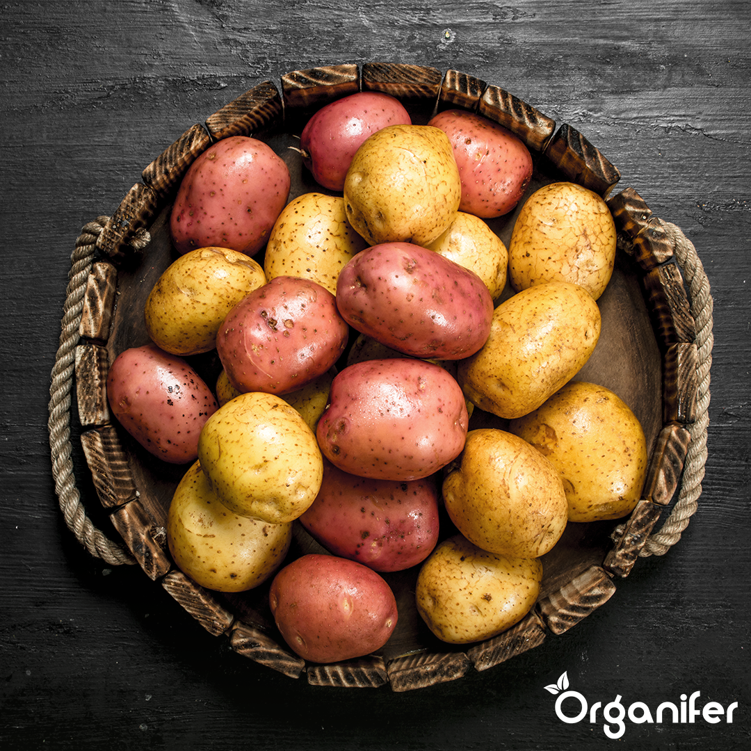 Organic Seed Potato Package (3 x 2.5 kg = 7.5 kg) – Early, Mid and Late Varieties