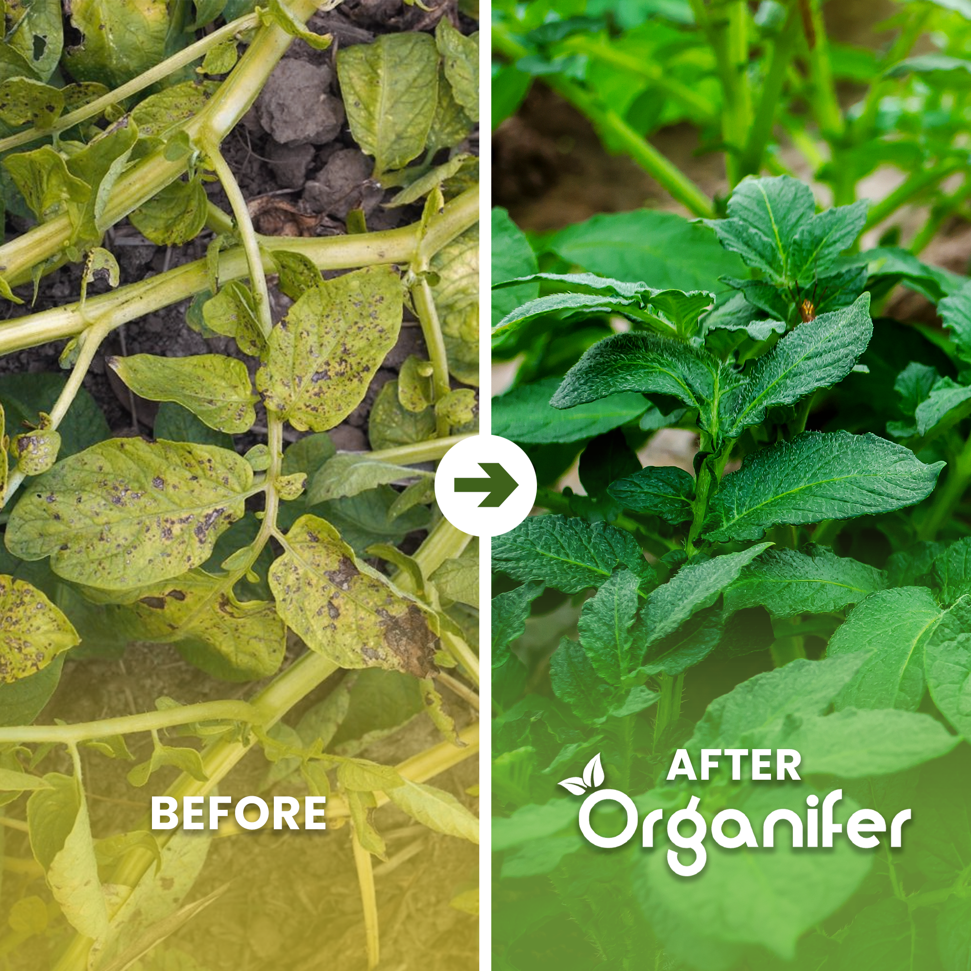 Ammonium Sulphate Fertiliser Before After