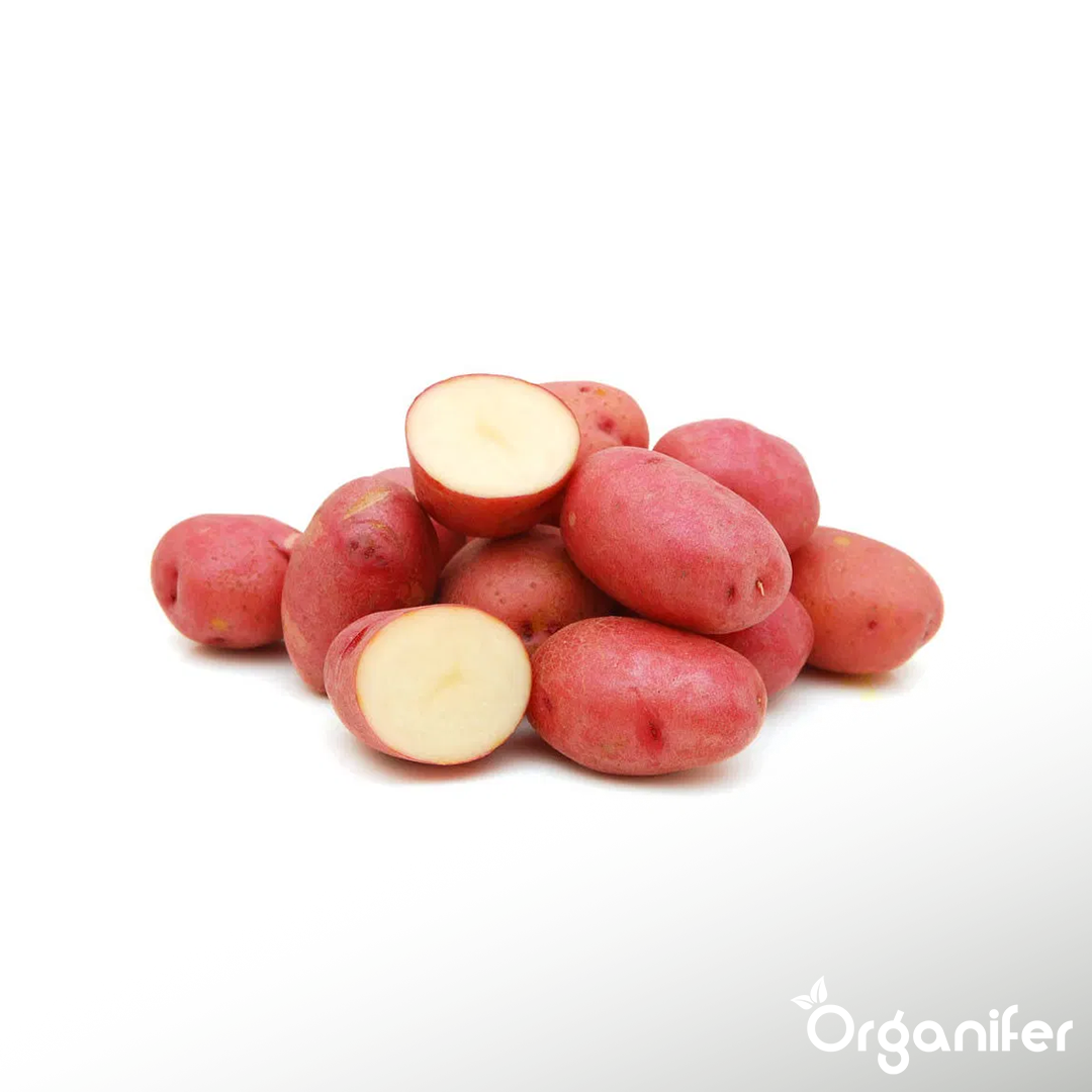 BIO Potato Seeds Alouette A 28_35 1