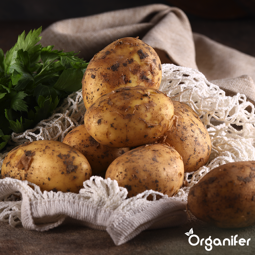 BIO Potato Seeds Vitabella A 28_35 4