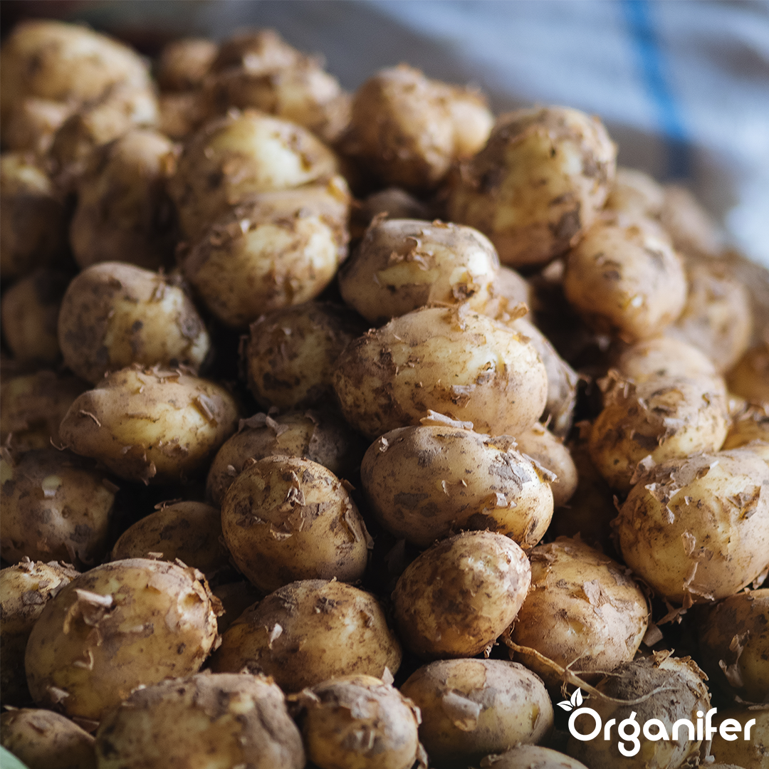 BIO Potato Seeds Vitabella A 28_35 8