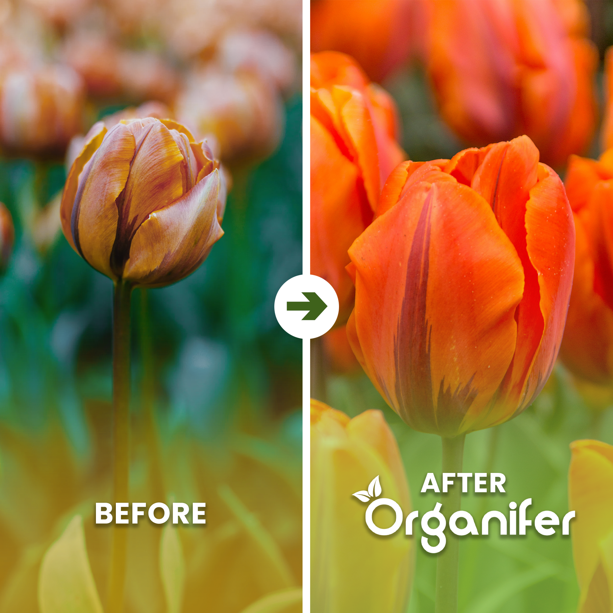 Before and after comparison of a tulip with Organifer product branding.