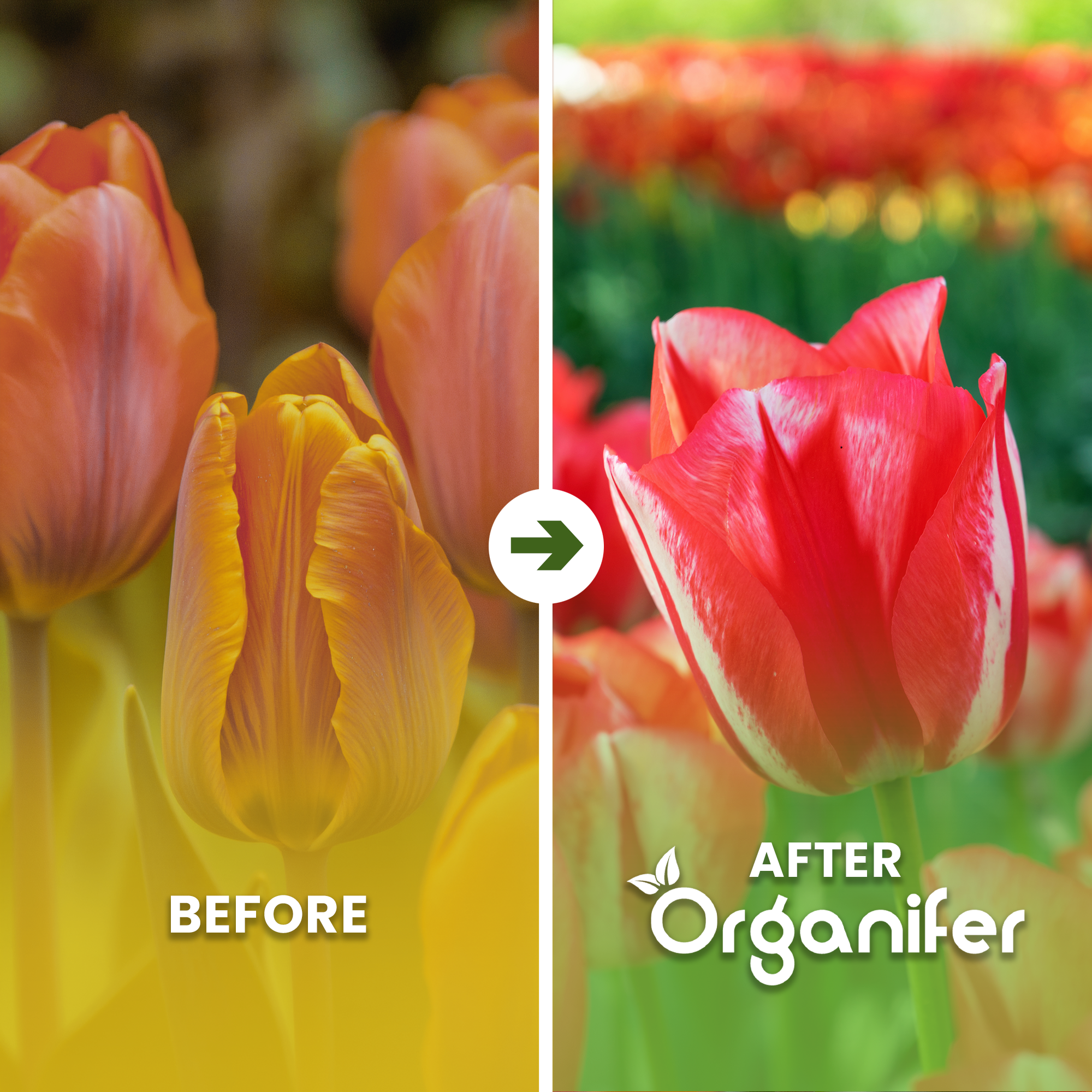 Before and after using Organifer, with 'Before' on the left and 'After' on the right.