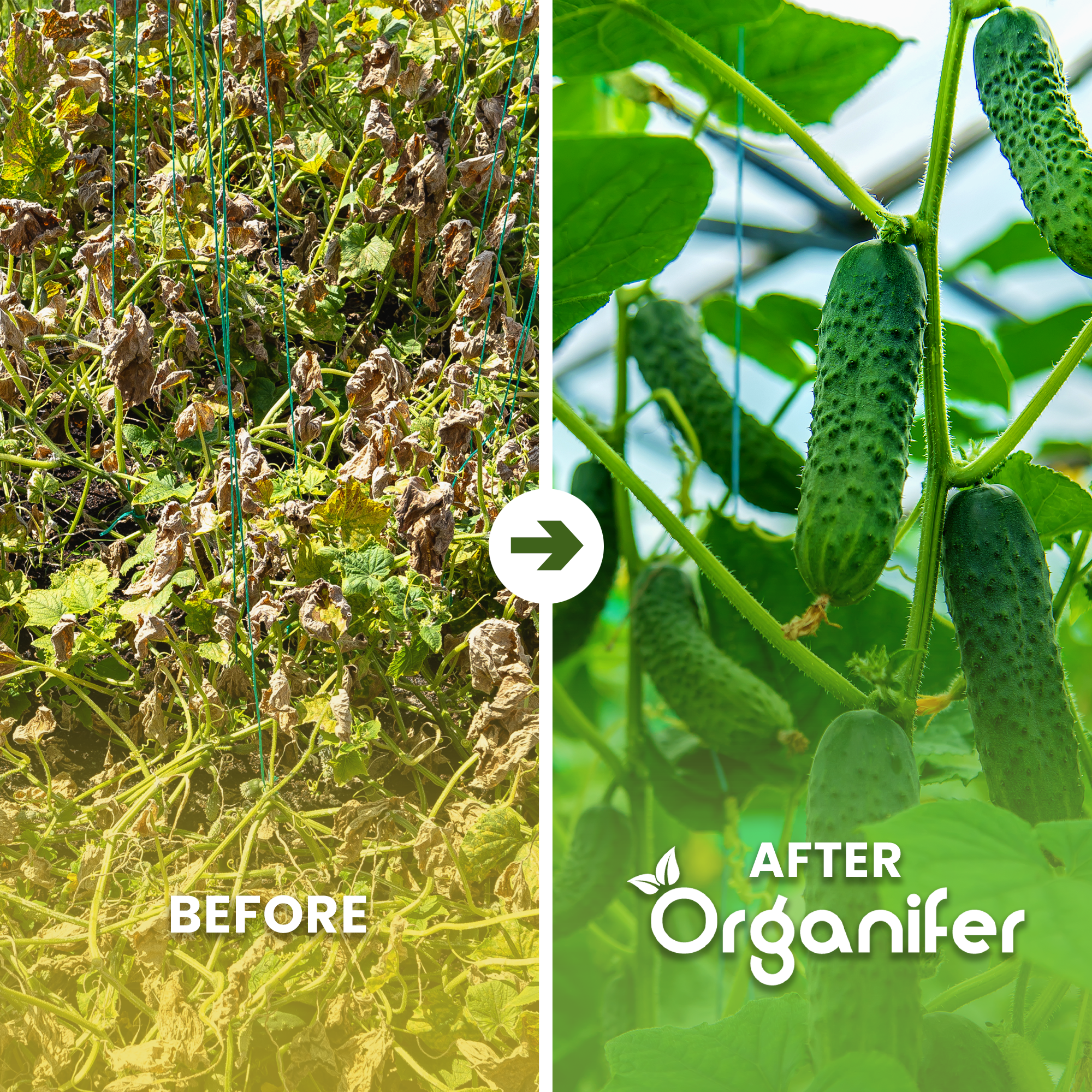 Biochar Soil Improver Before After