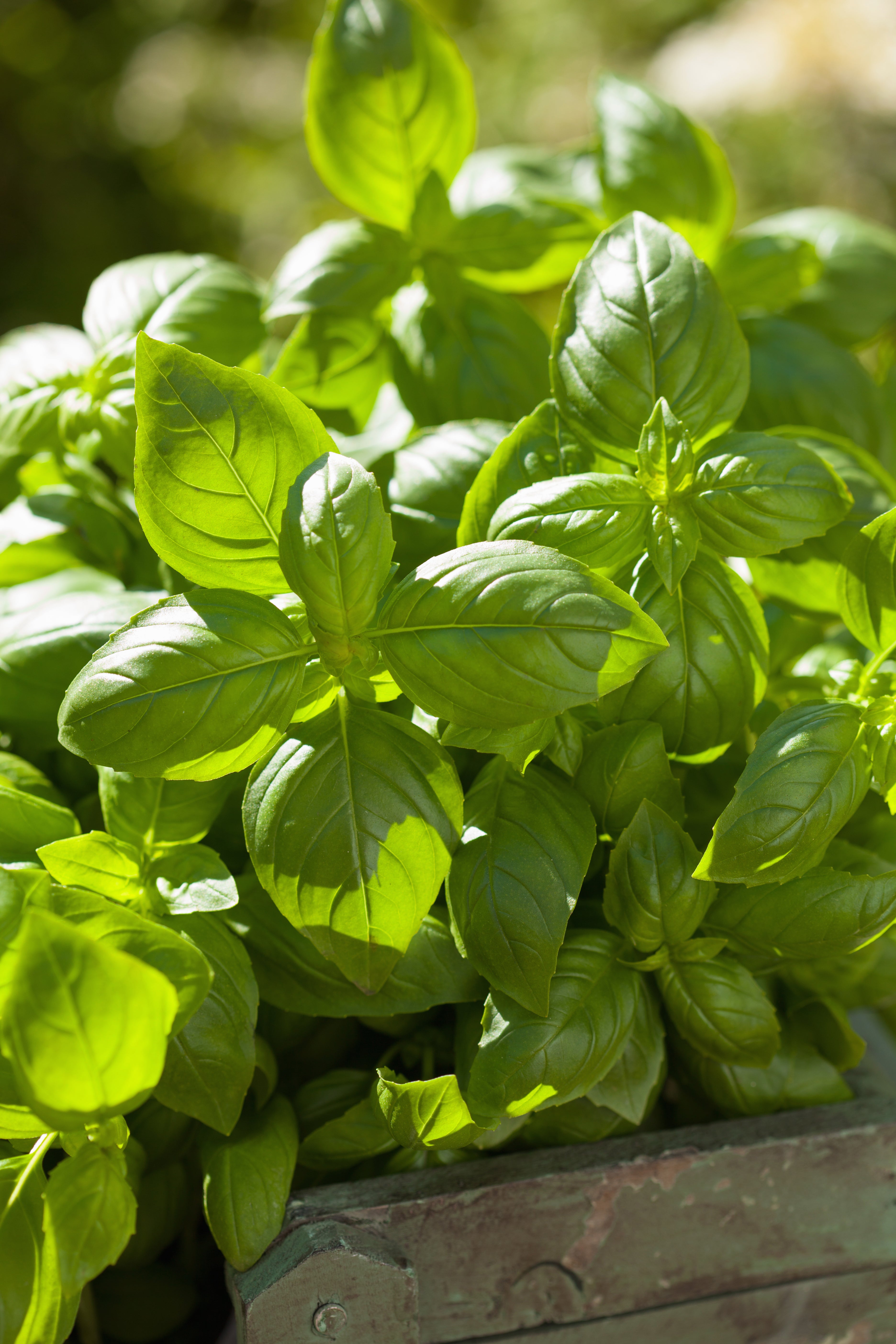 Improved Stress Tolerance in Warm Growing Conditions