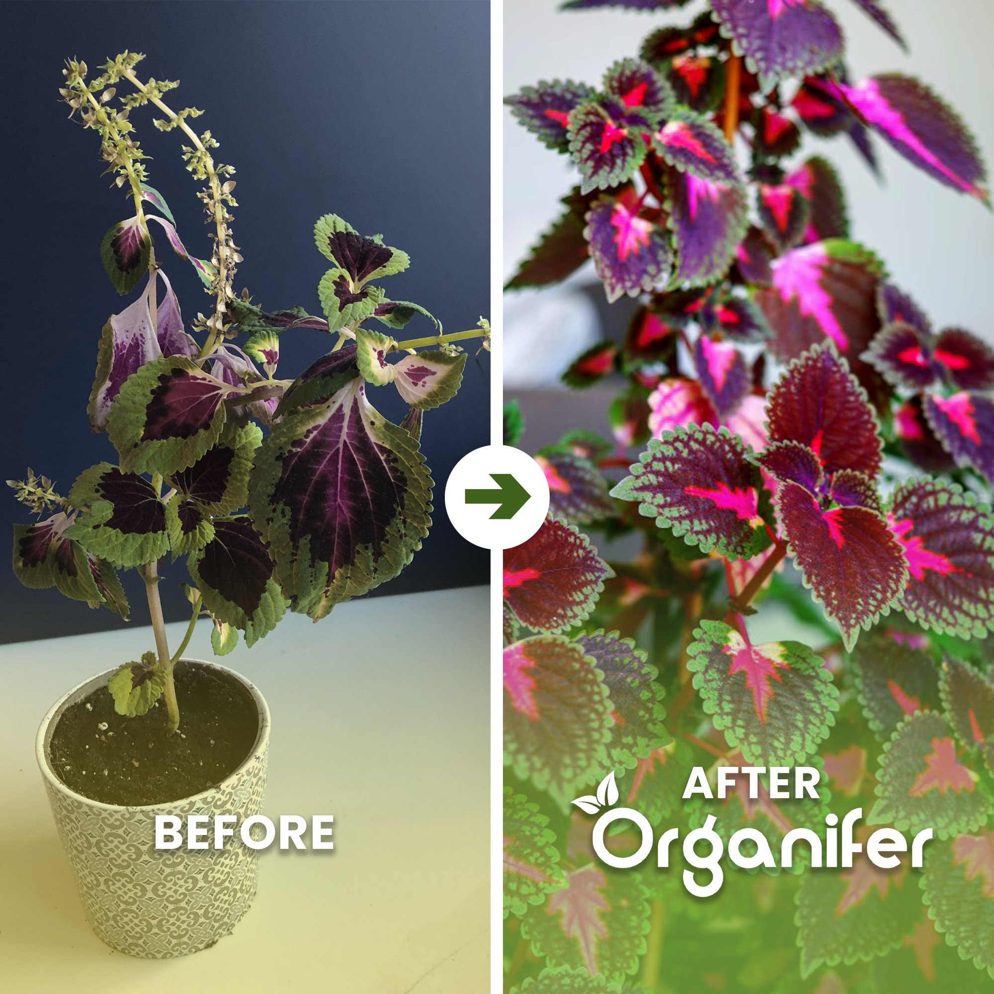 Coleus ba