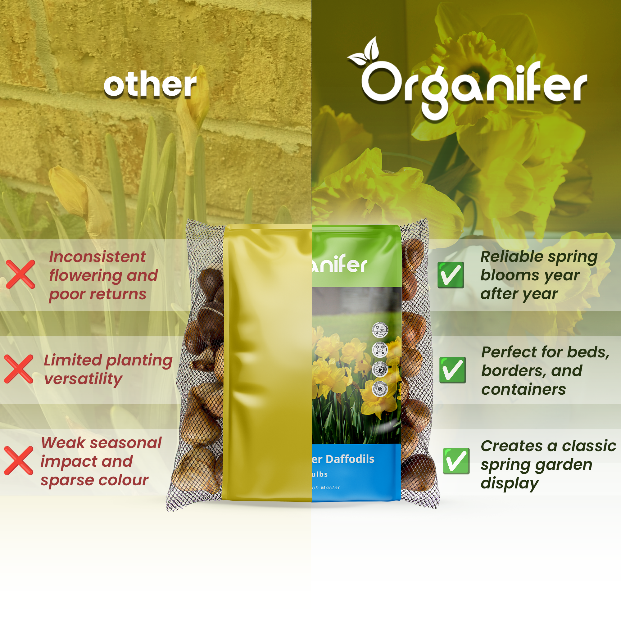 Comparison of Organifer daffodil bulbs with other options on a green background