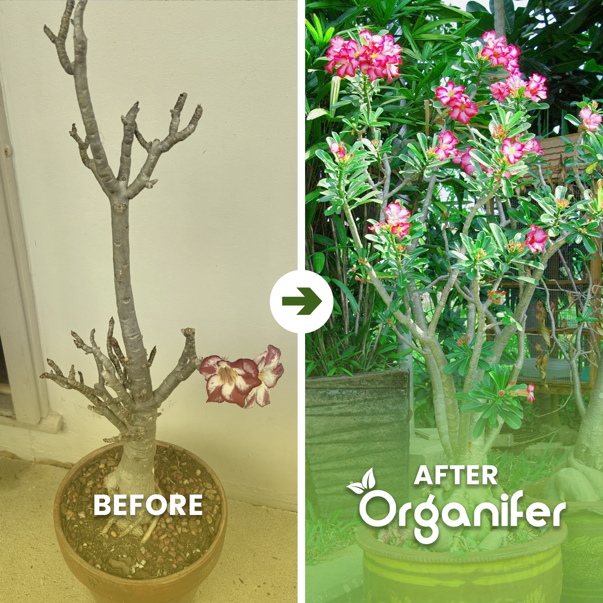 Течен тор Пустинна роза – 4x1 литър