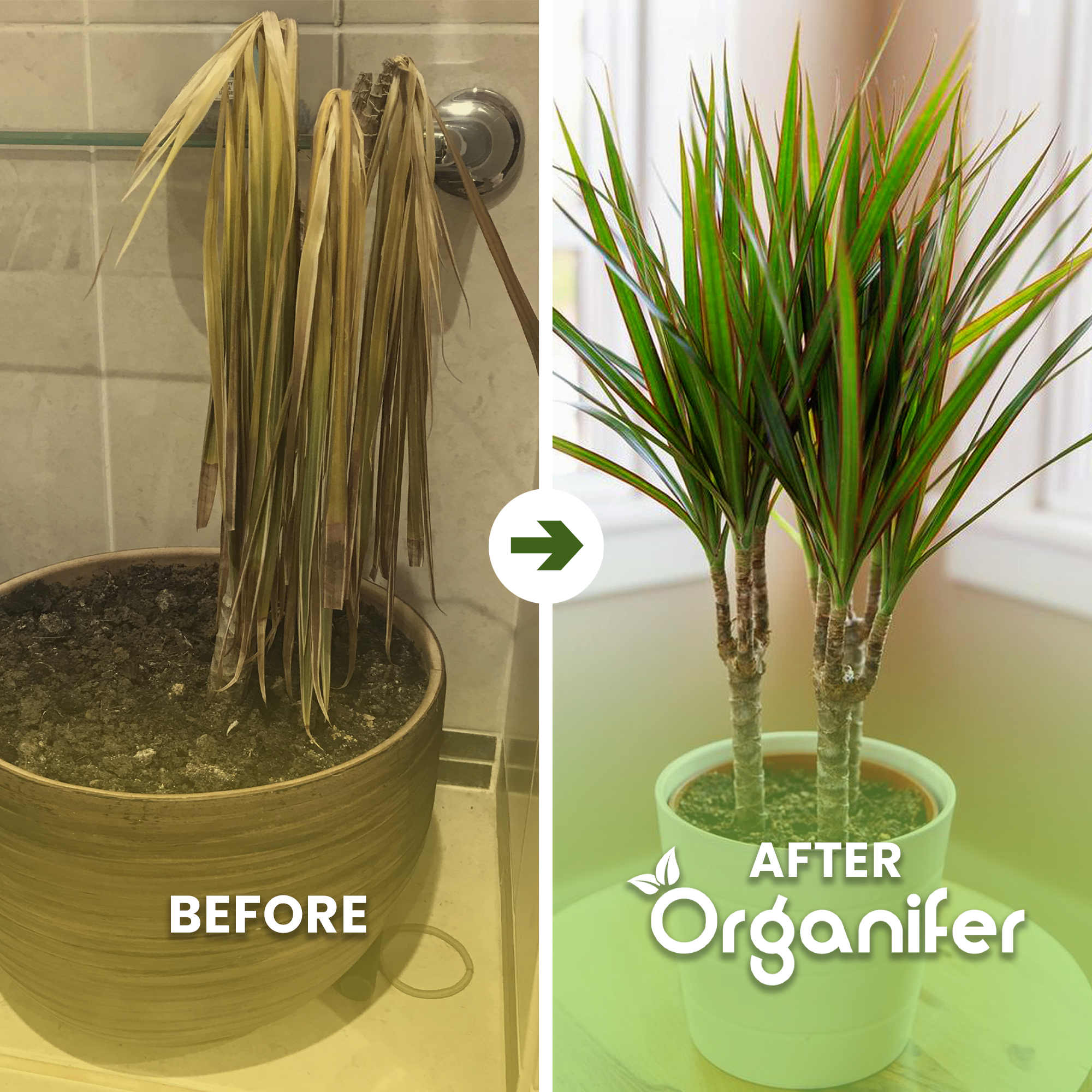 Dragon_Tree-before-after