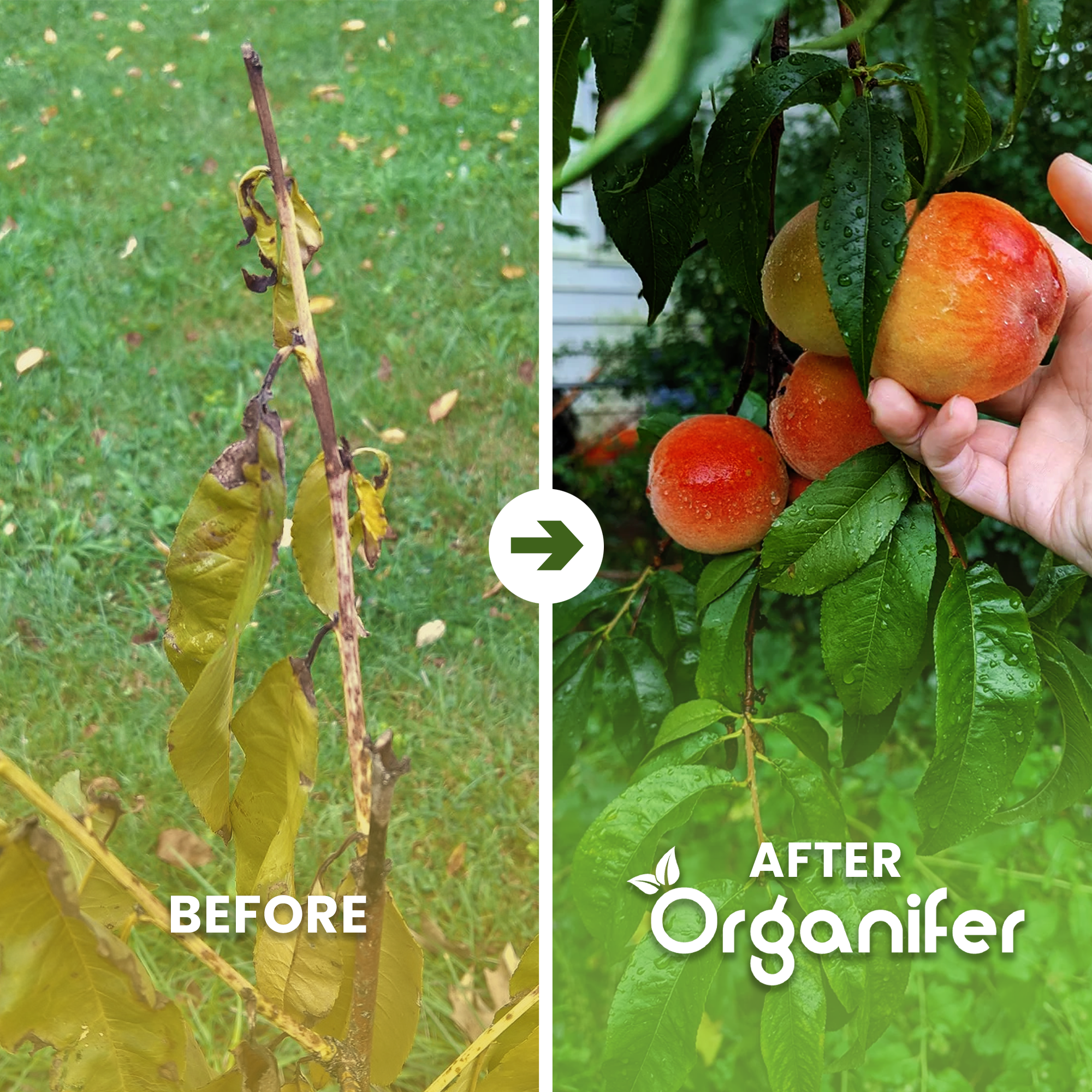 Dwarf_Peach_before-after