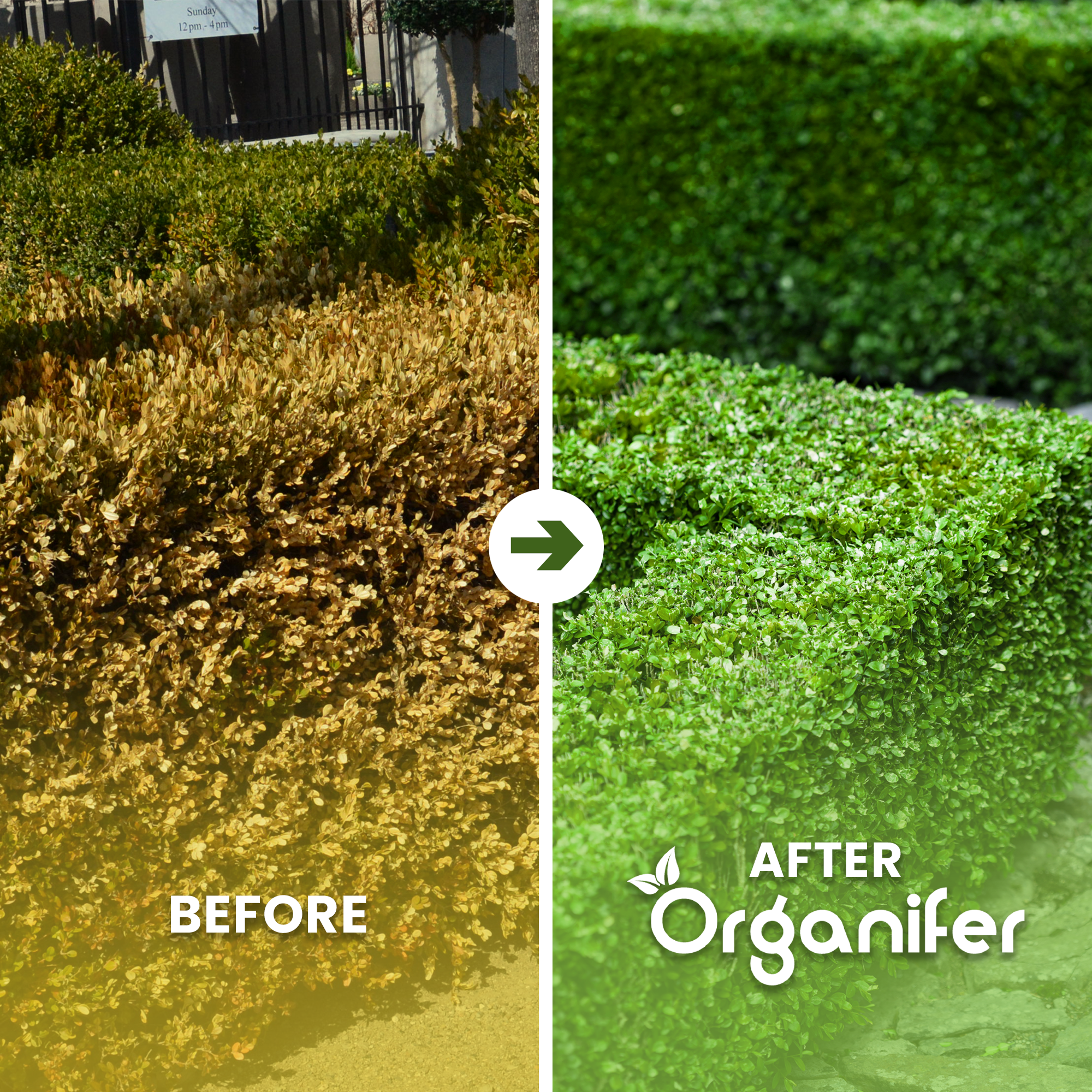 8Buxus Vital Before - after