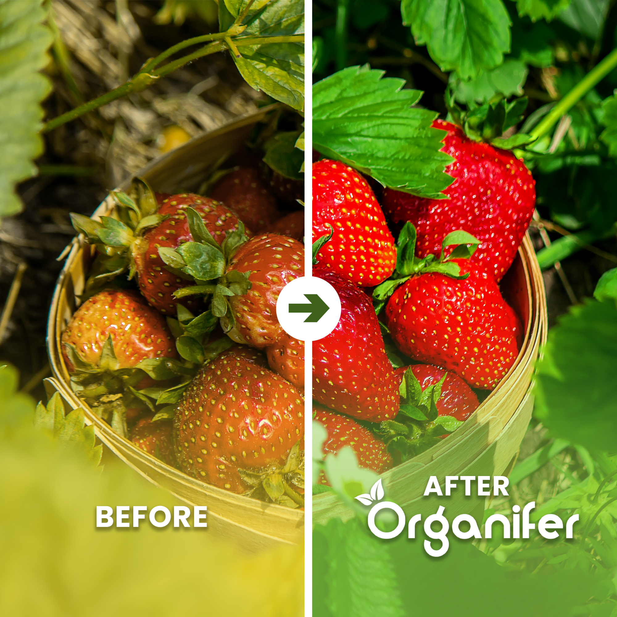 Universal Fertiliser All-In-One Liquid Before - after