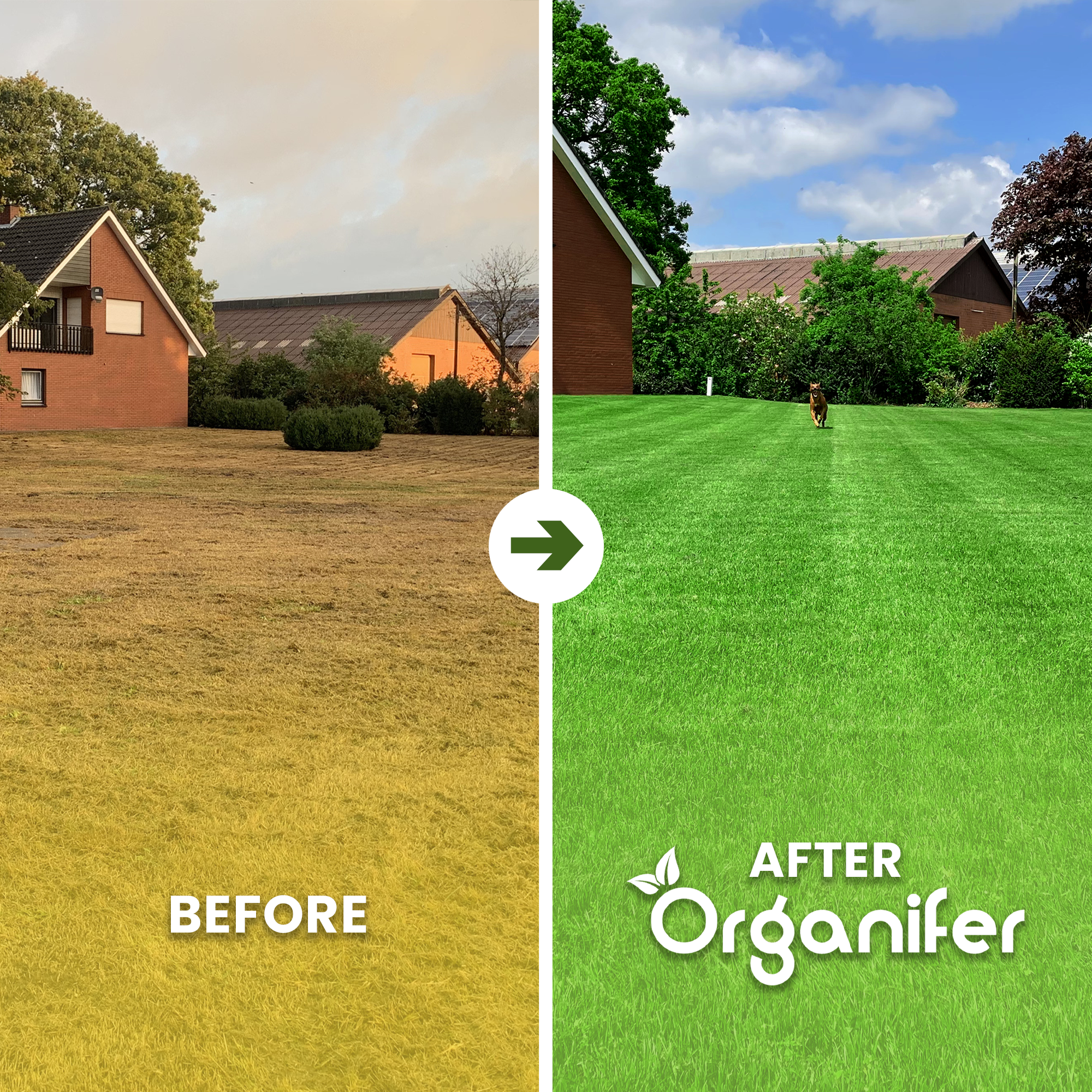 Lawn fertilizer all in one before and after