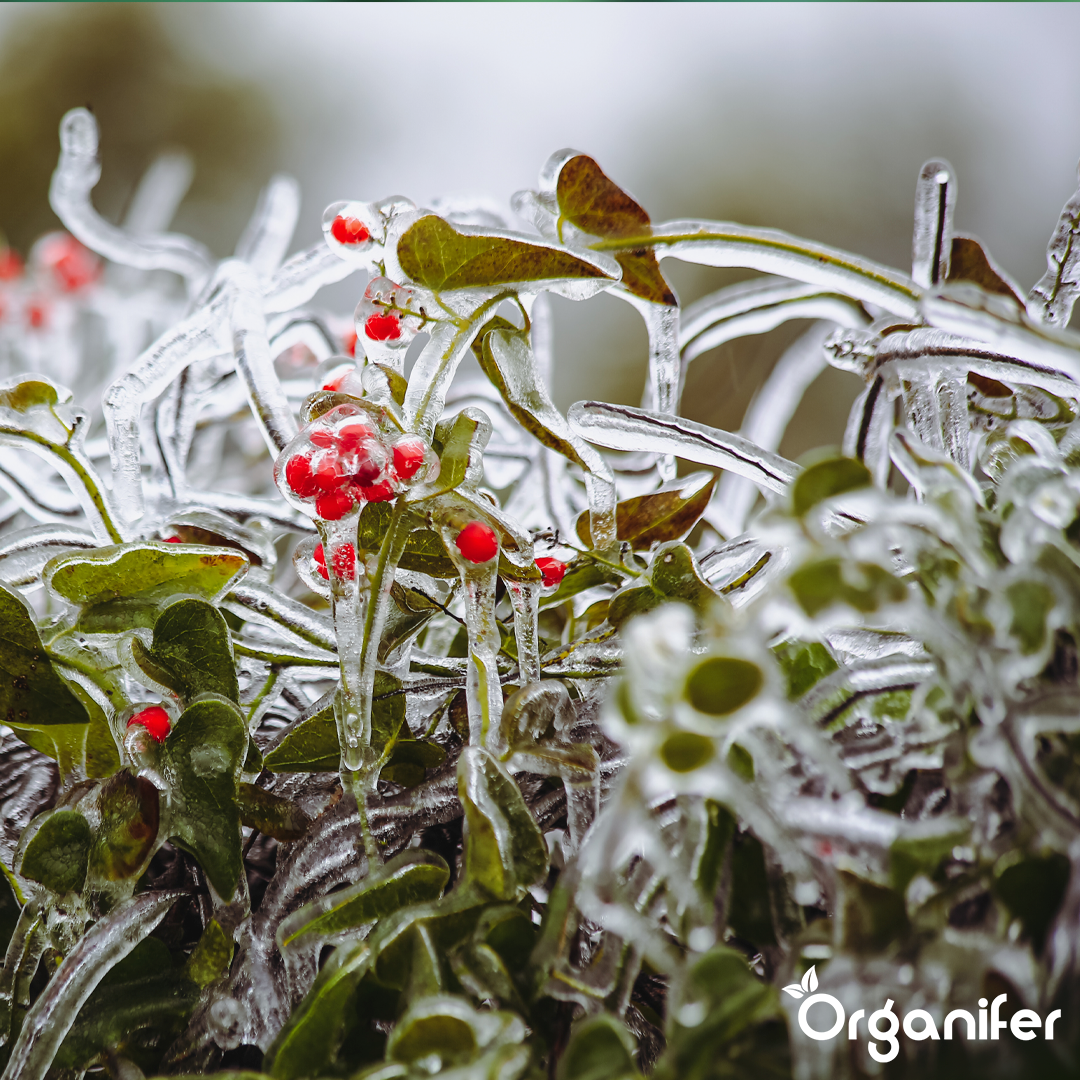 Fros Killed Crop Grass Mix 1