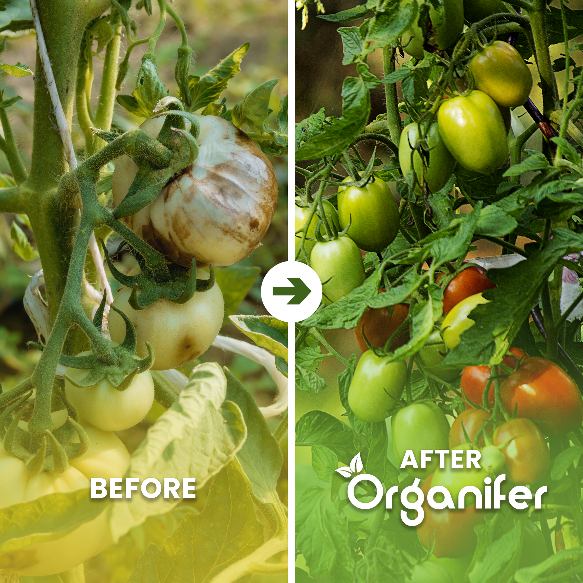 Fruit, Tomato, Herb, and Vegetable Fertiliser All-In-One Before After