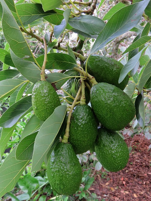Strong Avocado Tree Growth and Dense Canopy Development