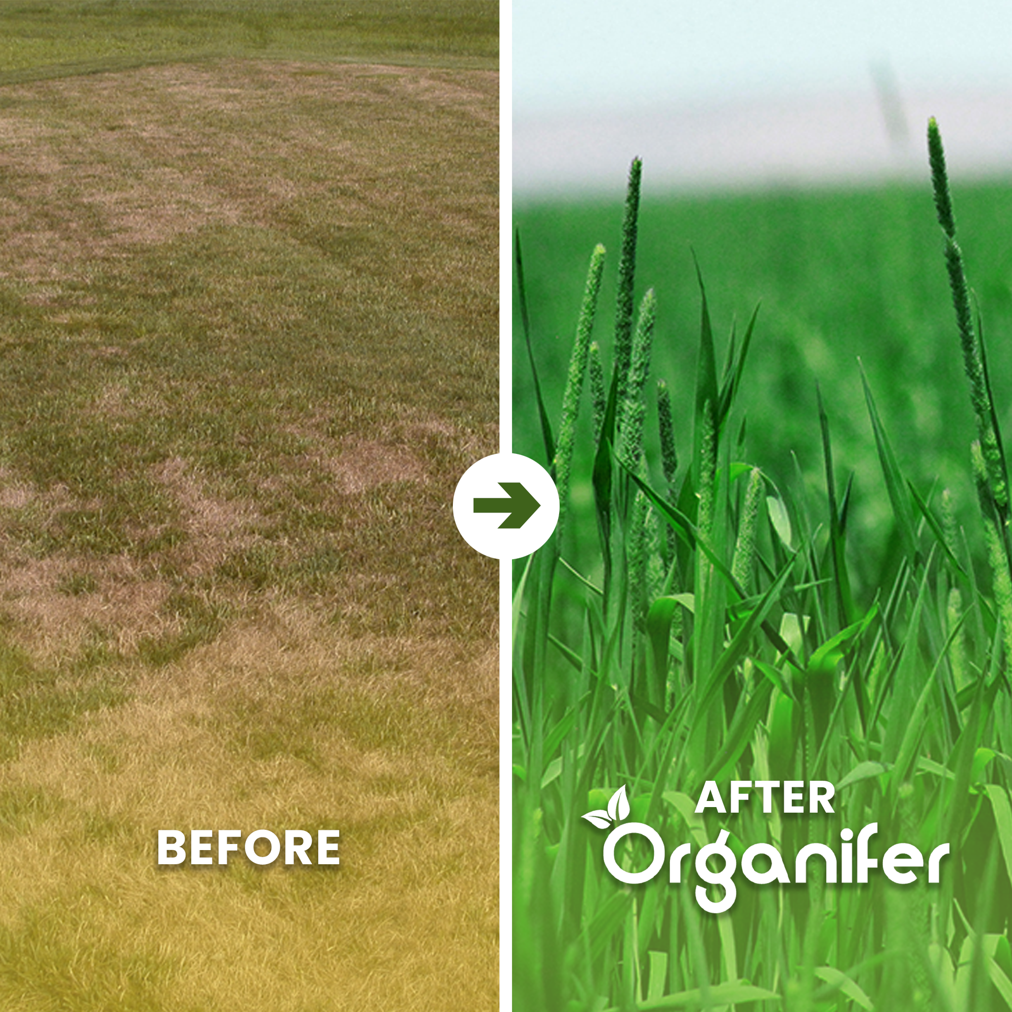 Hay Grass Seeds before after