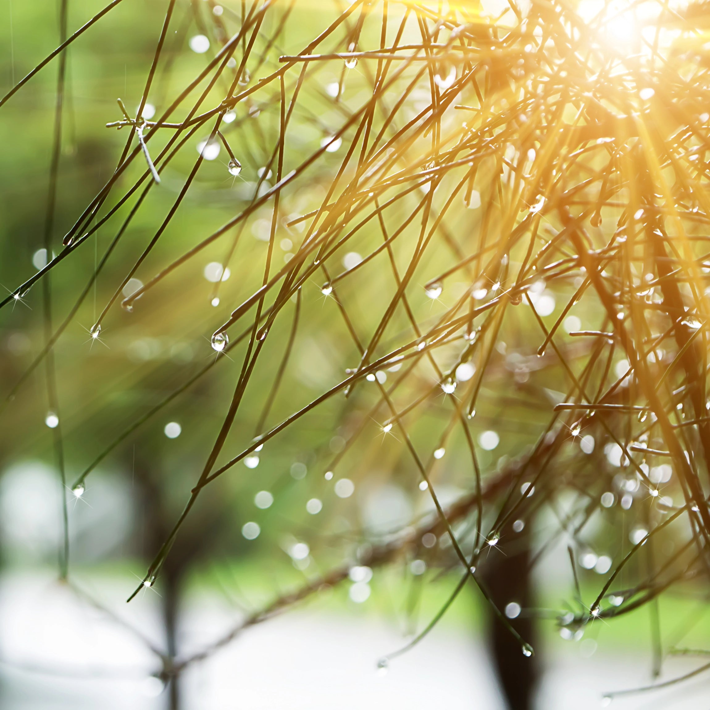 Boosts Stress Tolerance in Harsh Conditions