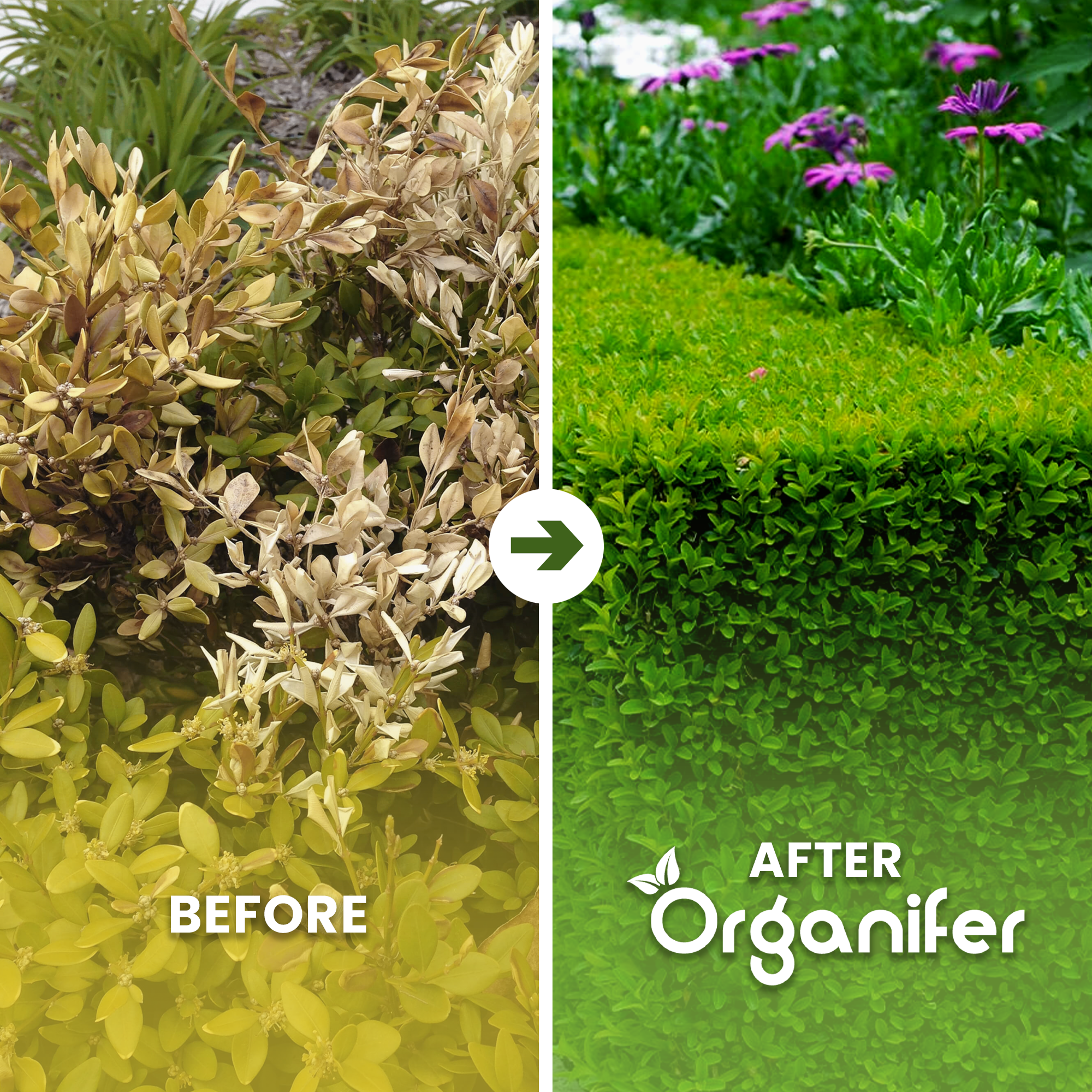 Hedges, Yew & Conifers Fertiliser All-In-One Before After