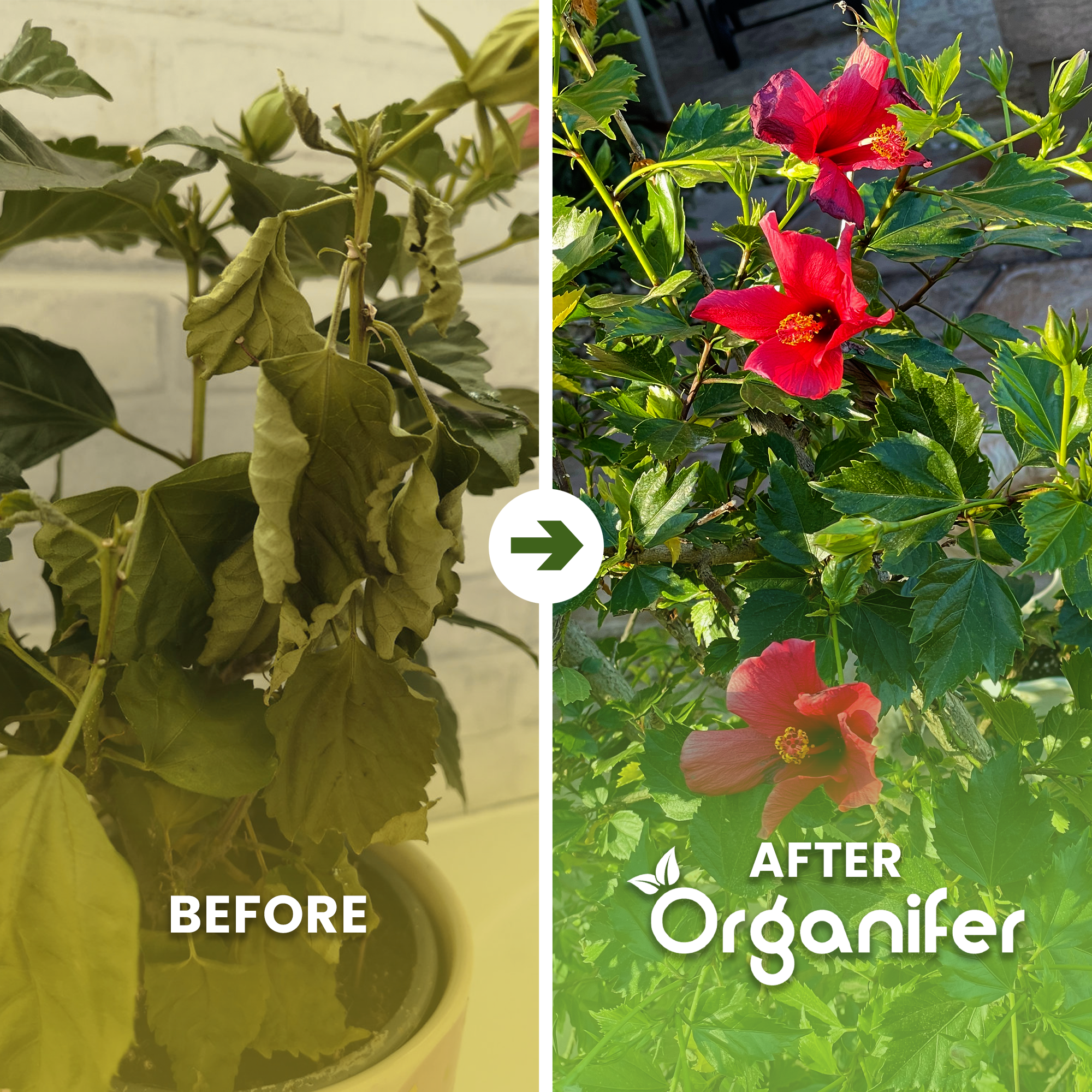 Organifer Garden Hibiscus Liquid Fertiliser