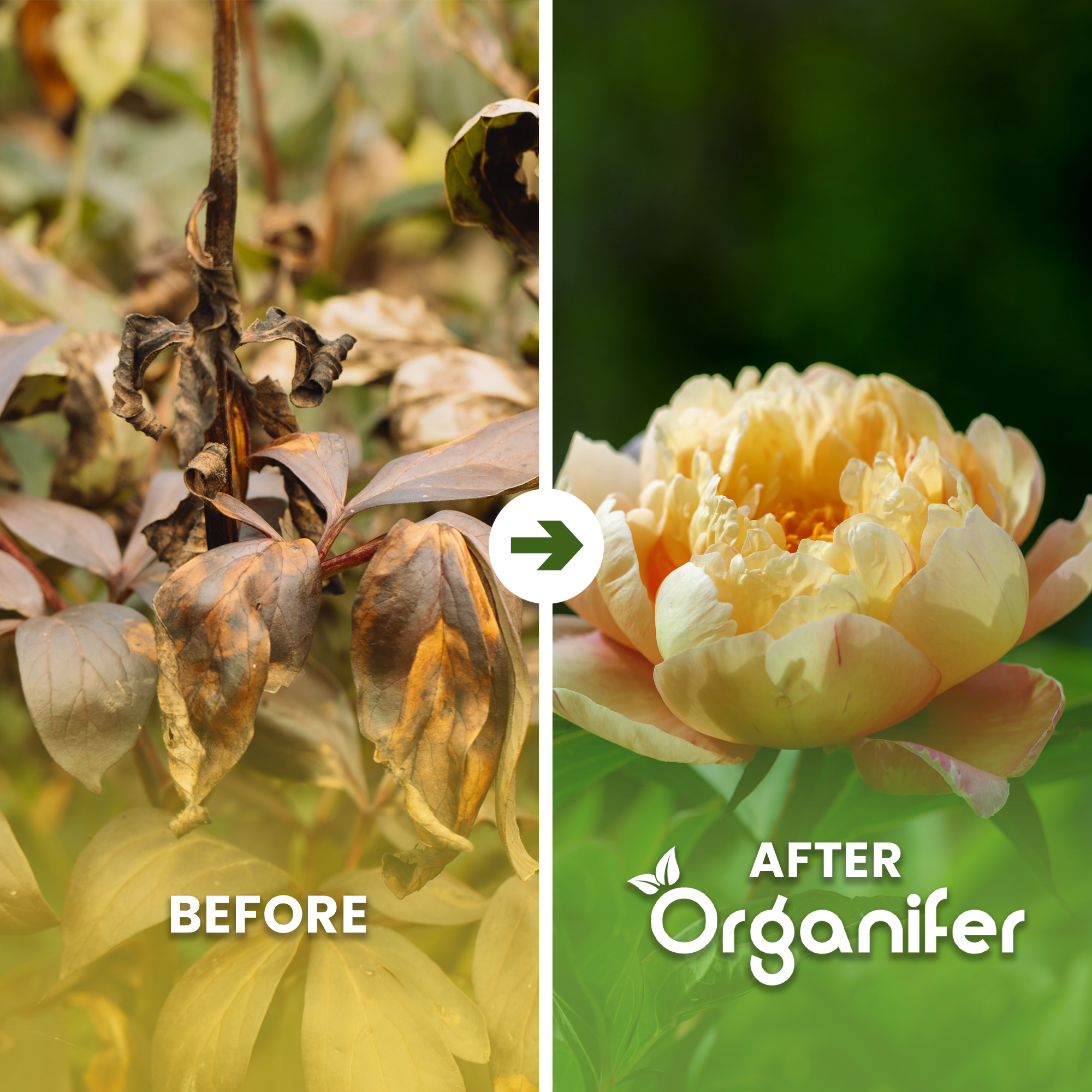 Horn Shavings 1-6 mm Organic Nitrogen Fertiliser Before After