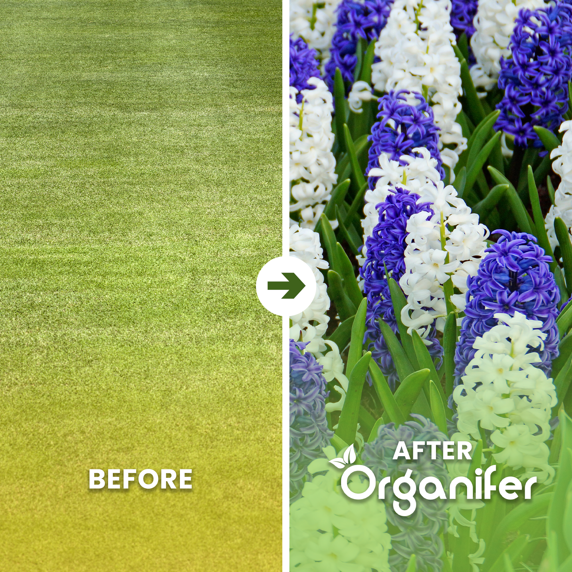 Hyacinths Blue Shades Before After