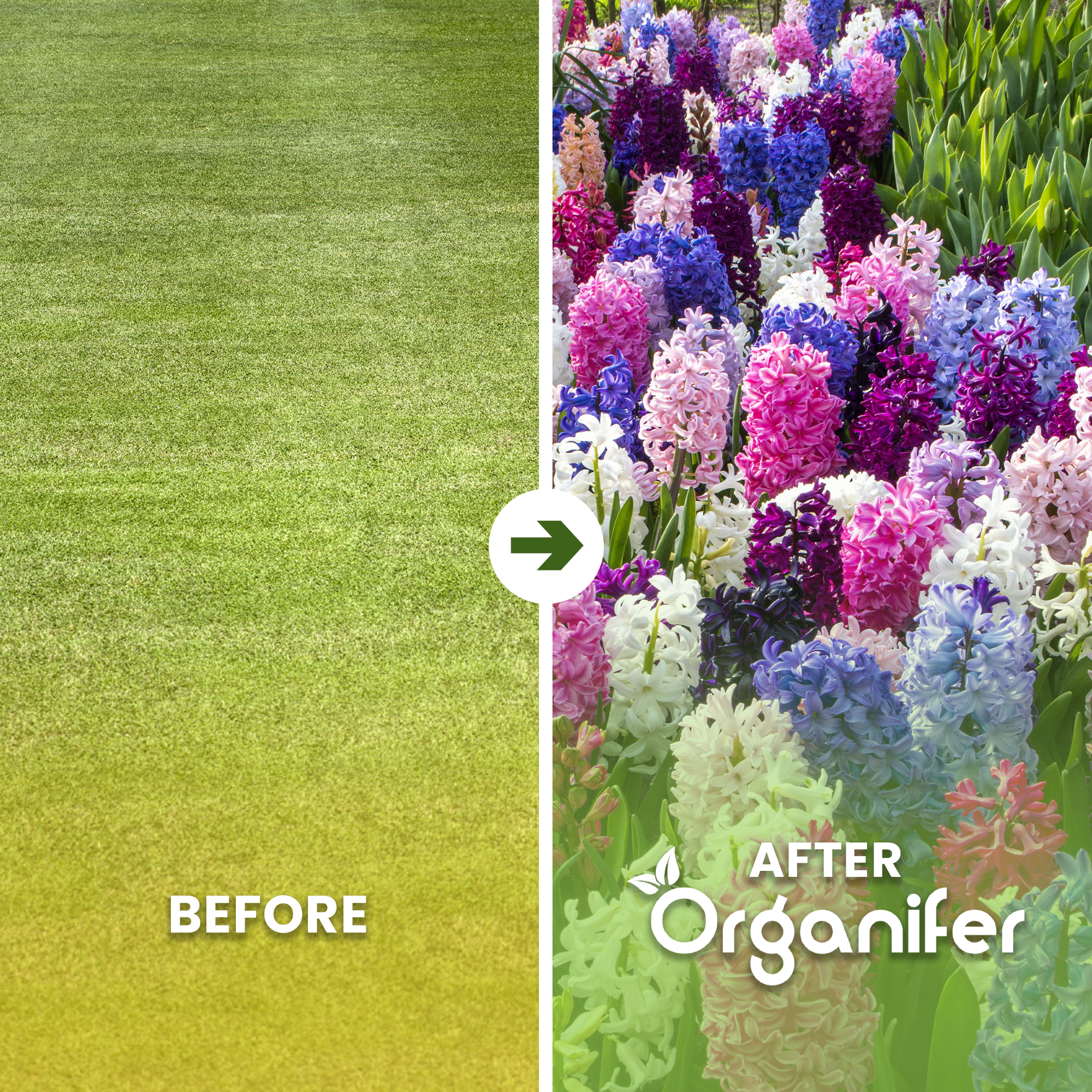 Hyacinths – Colorful Mix Before After