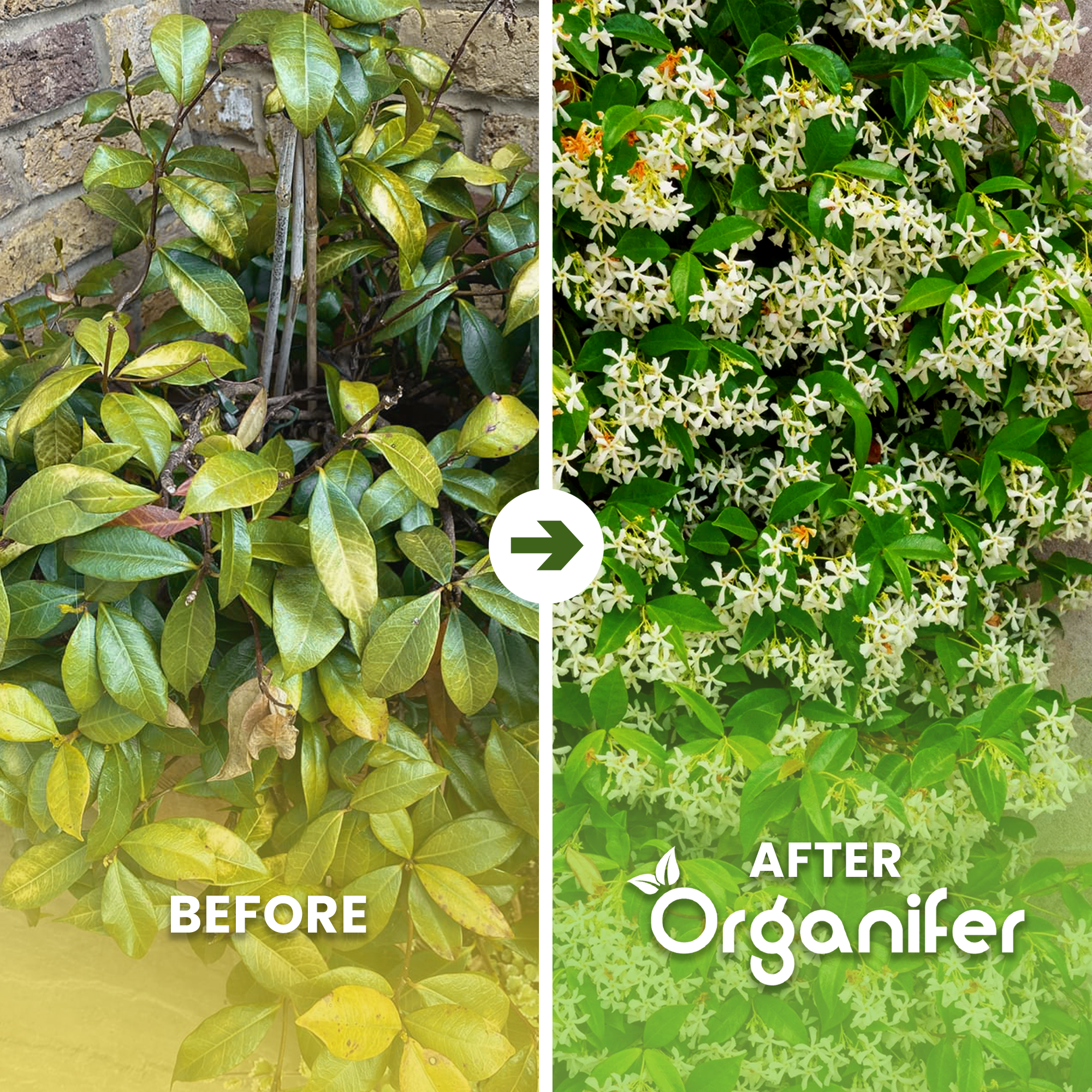 organifer-jasmine_ba
