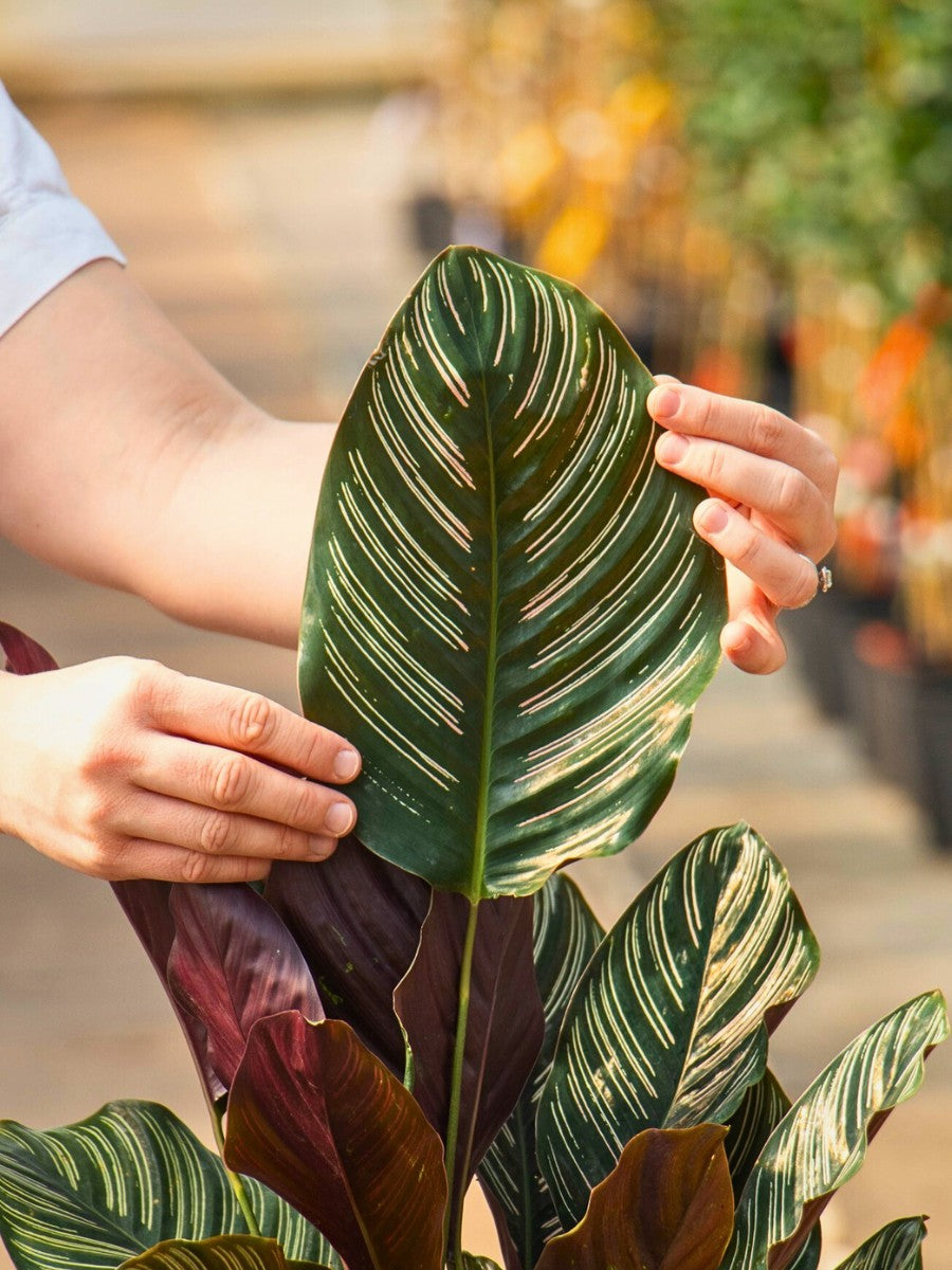 Gentle Organic Feeding for Houseplants