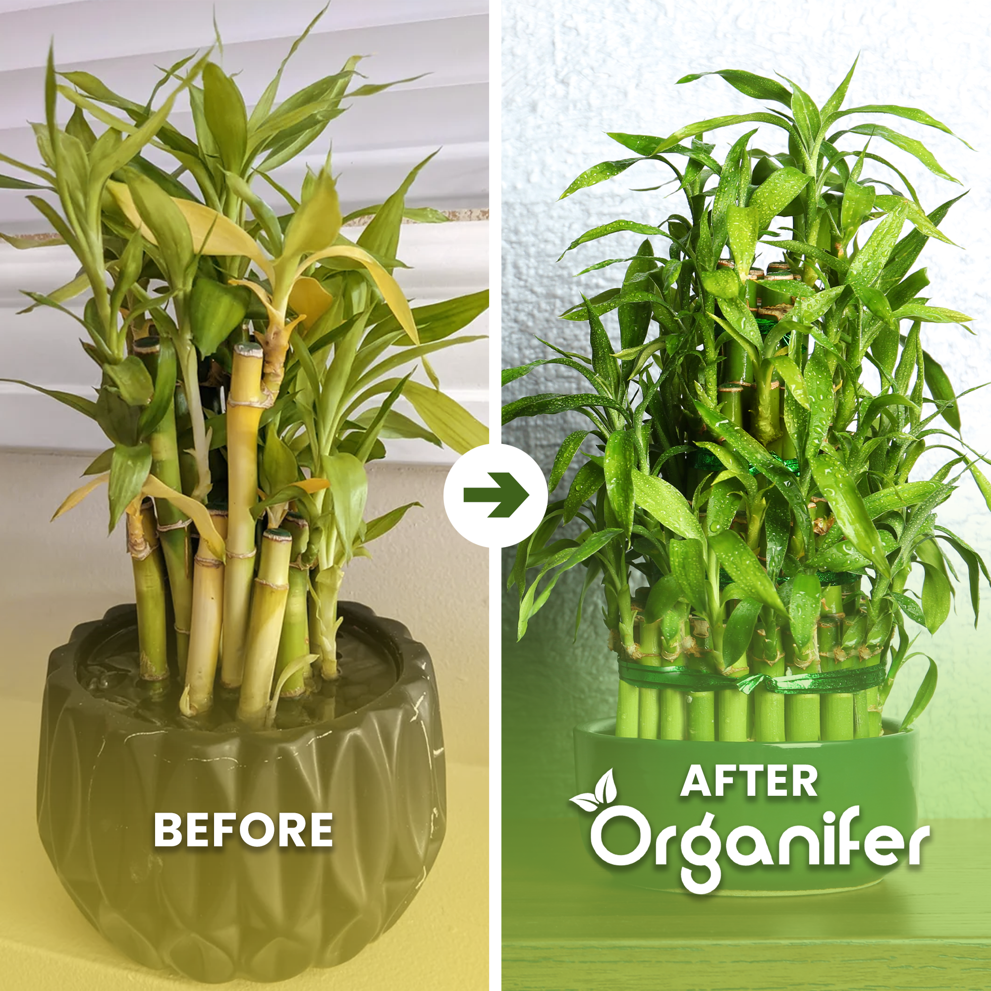 Vloeibare meststof Lucky Bamboo - 1 liter