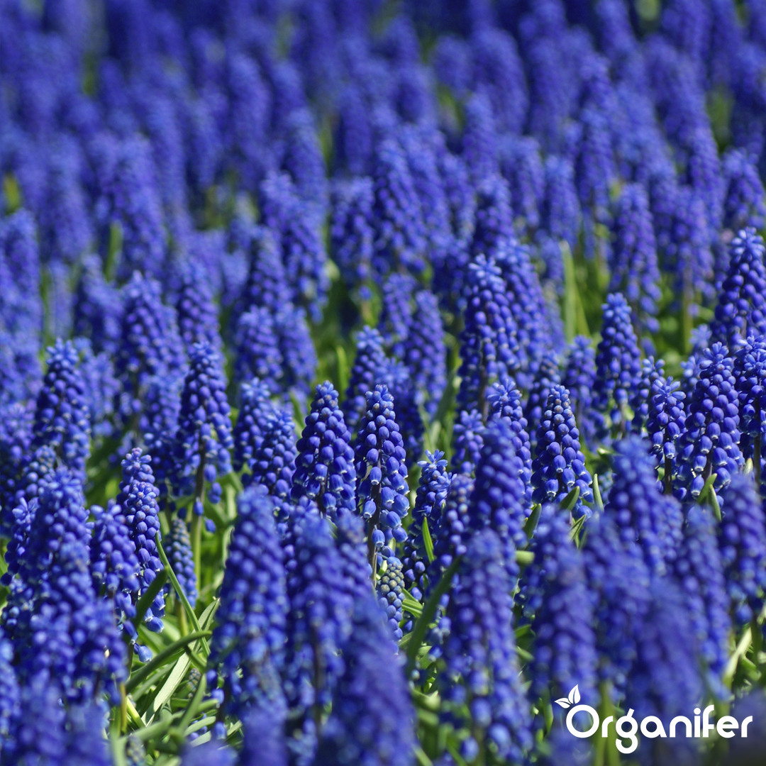 Organifer