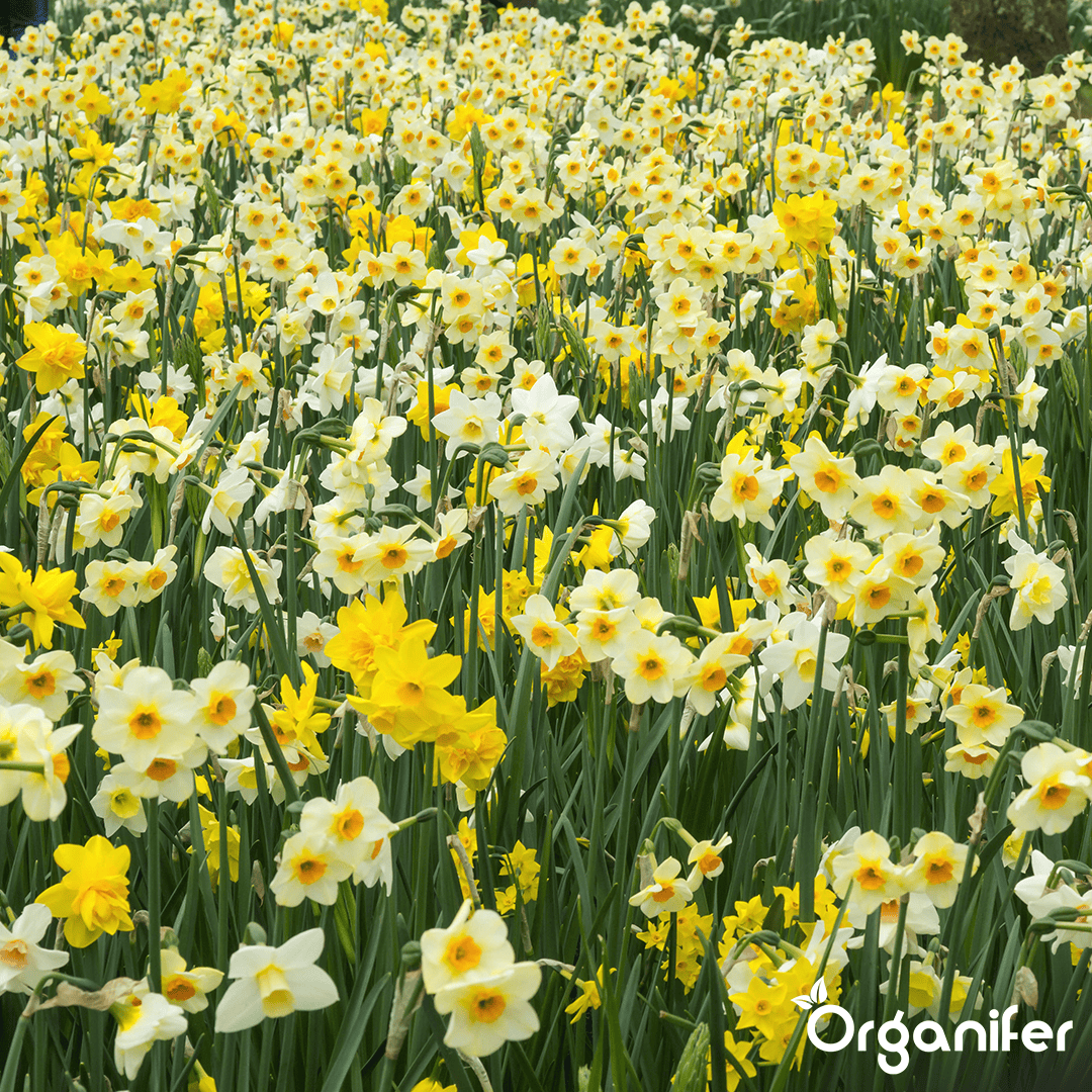 Organifer