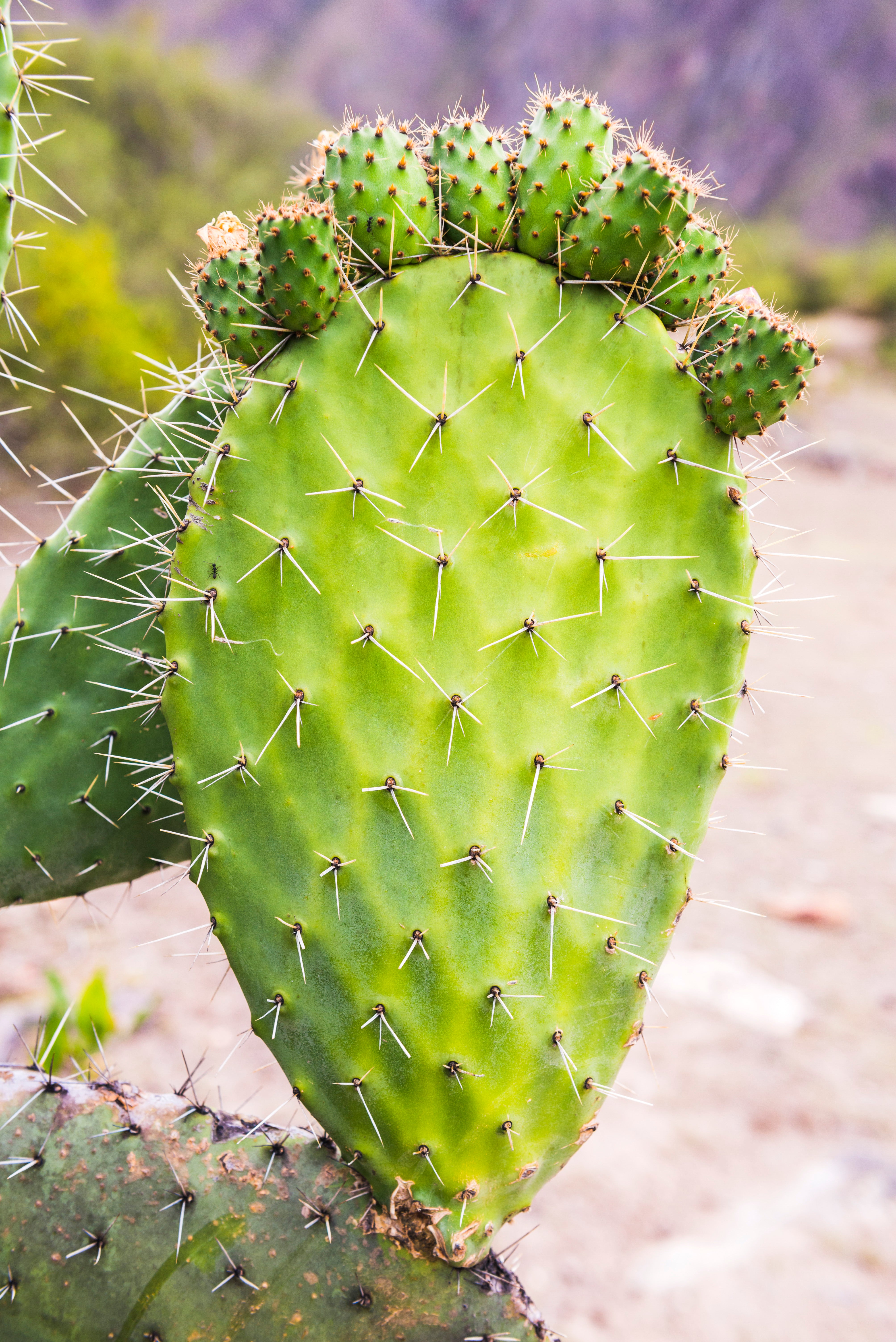 Gentle Nutrient Uptake for Cactus Roots