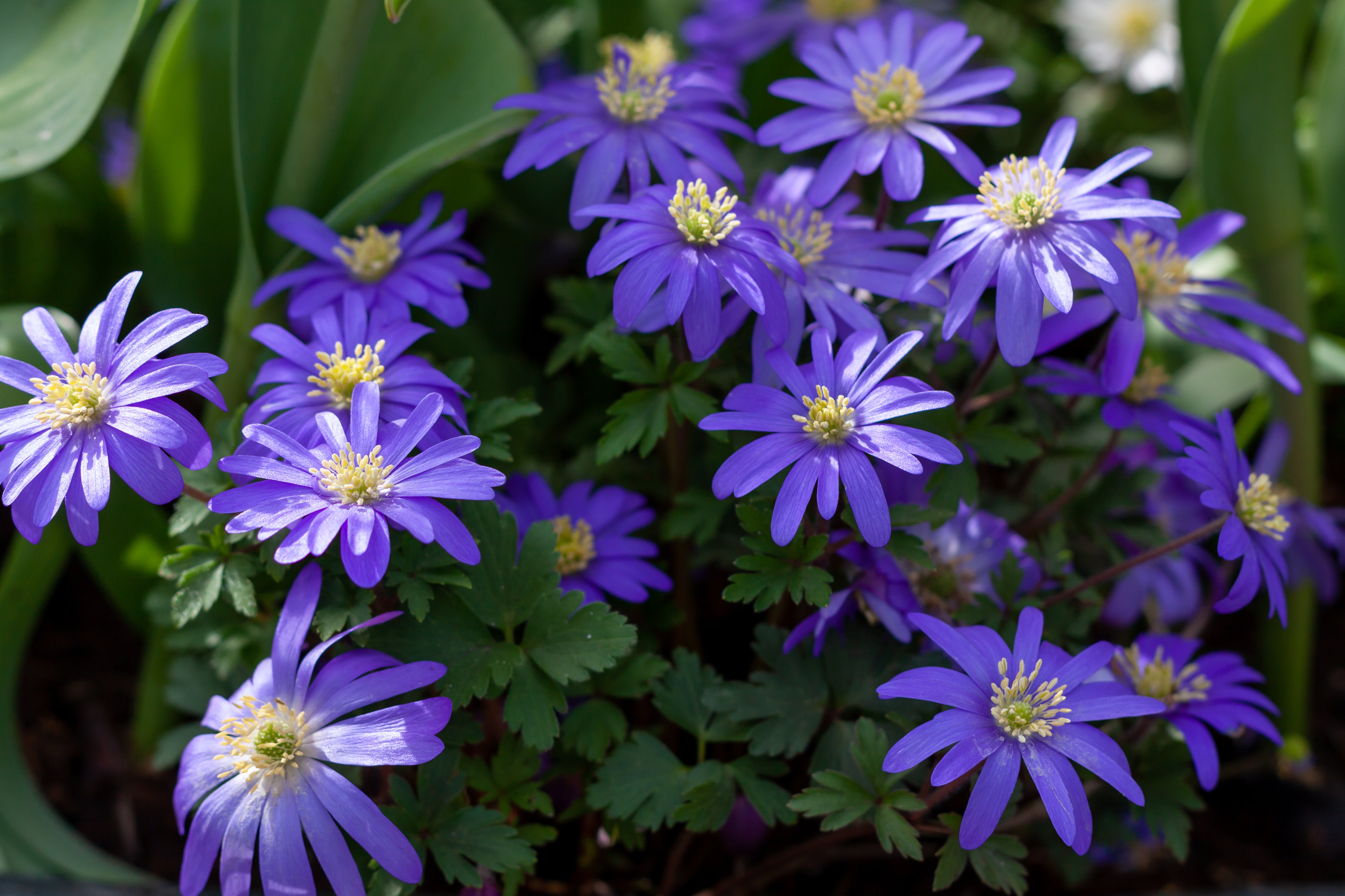 Sprookjesachtig tapijt van blauwe bloemen