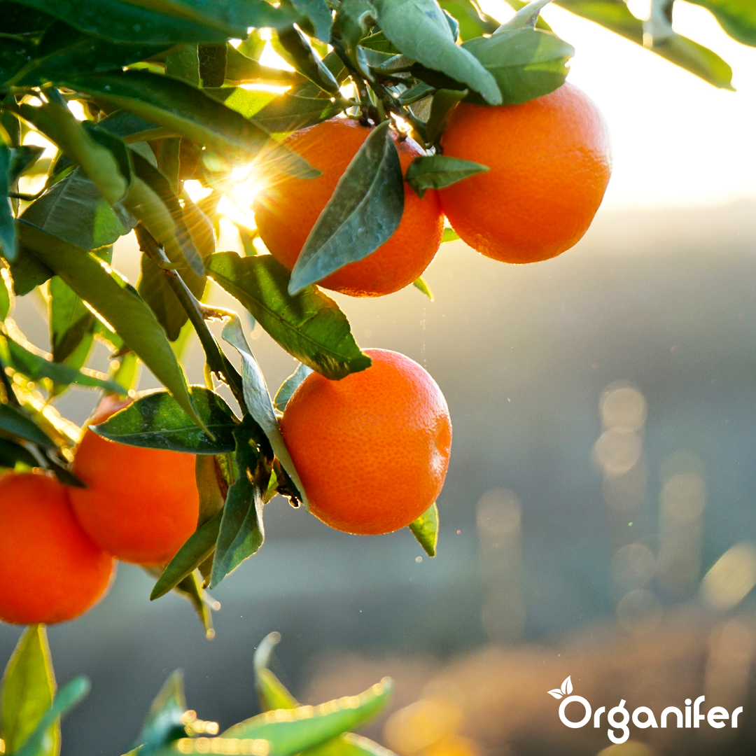 Organifer