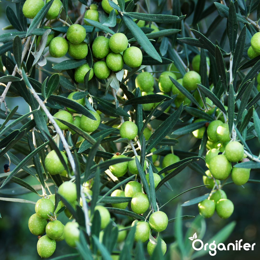 Forbedret blomstring og frugtsætning