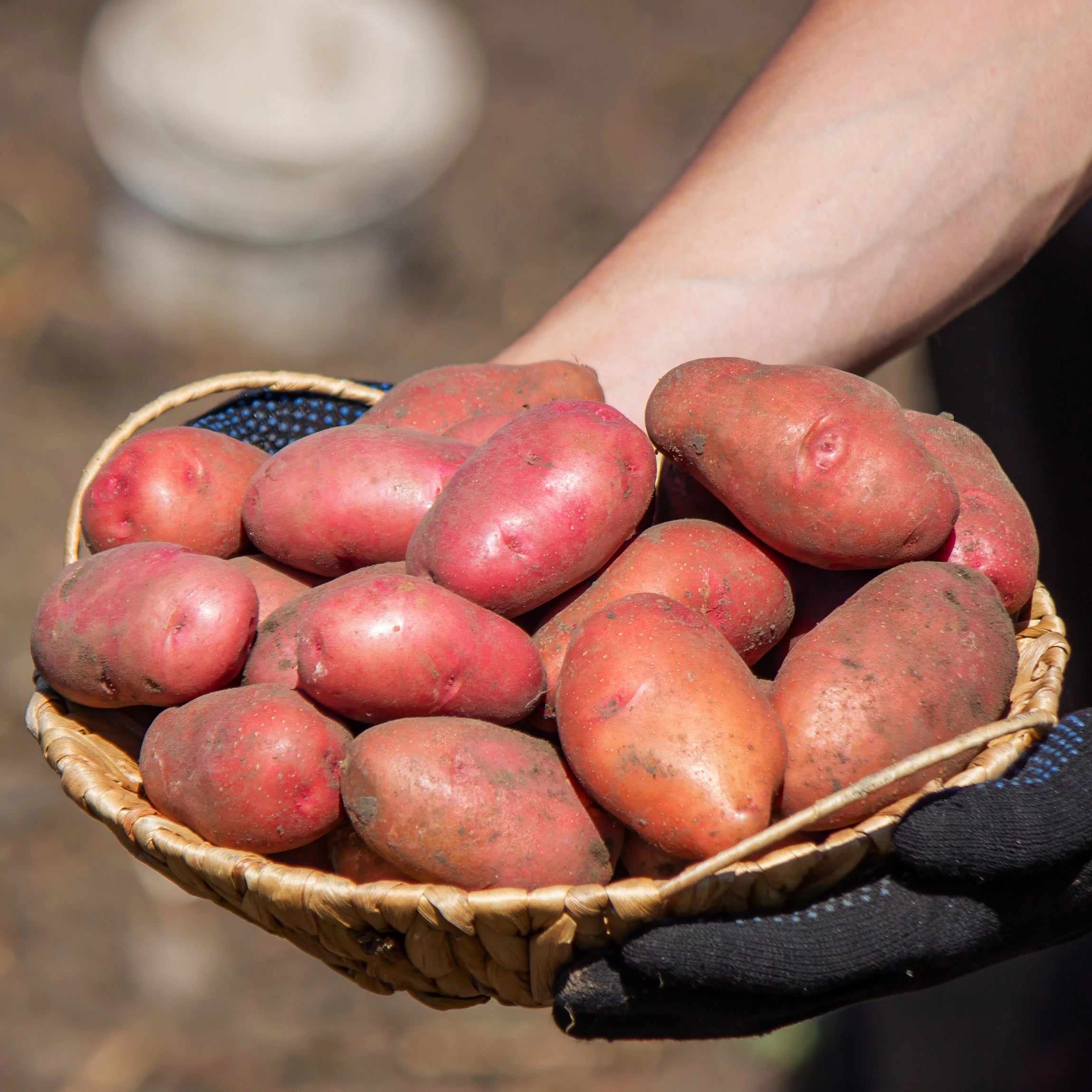 High Disease Resistance Against Phytophthora