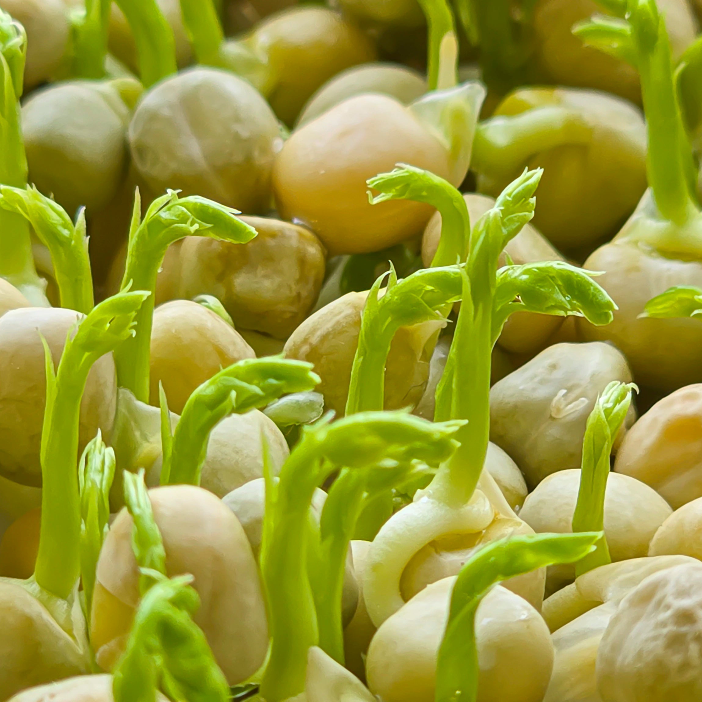 Enriched with Amino Acids