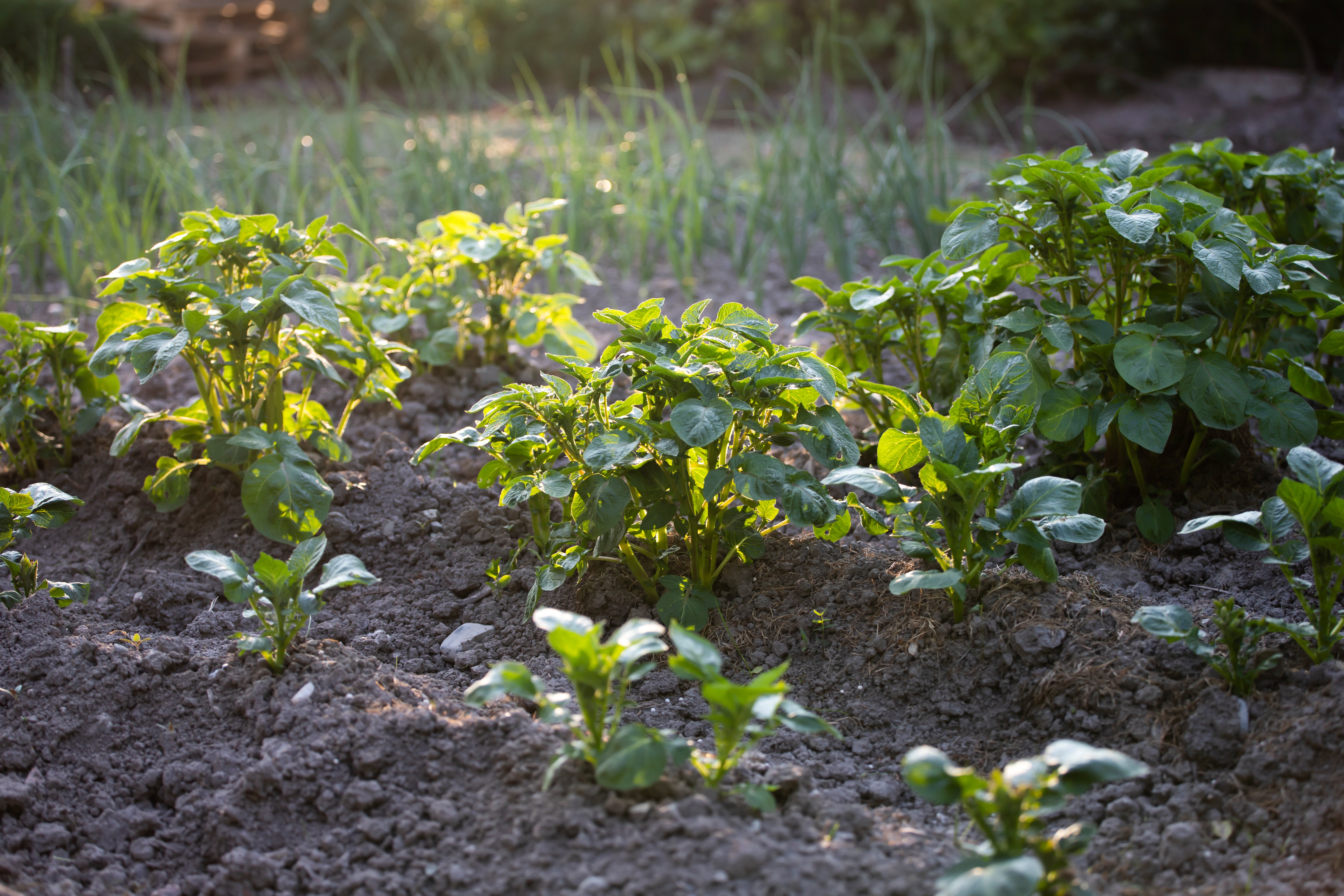 Moderate Resistance to Tuber Phytophthora