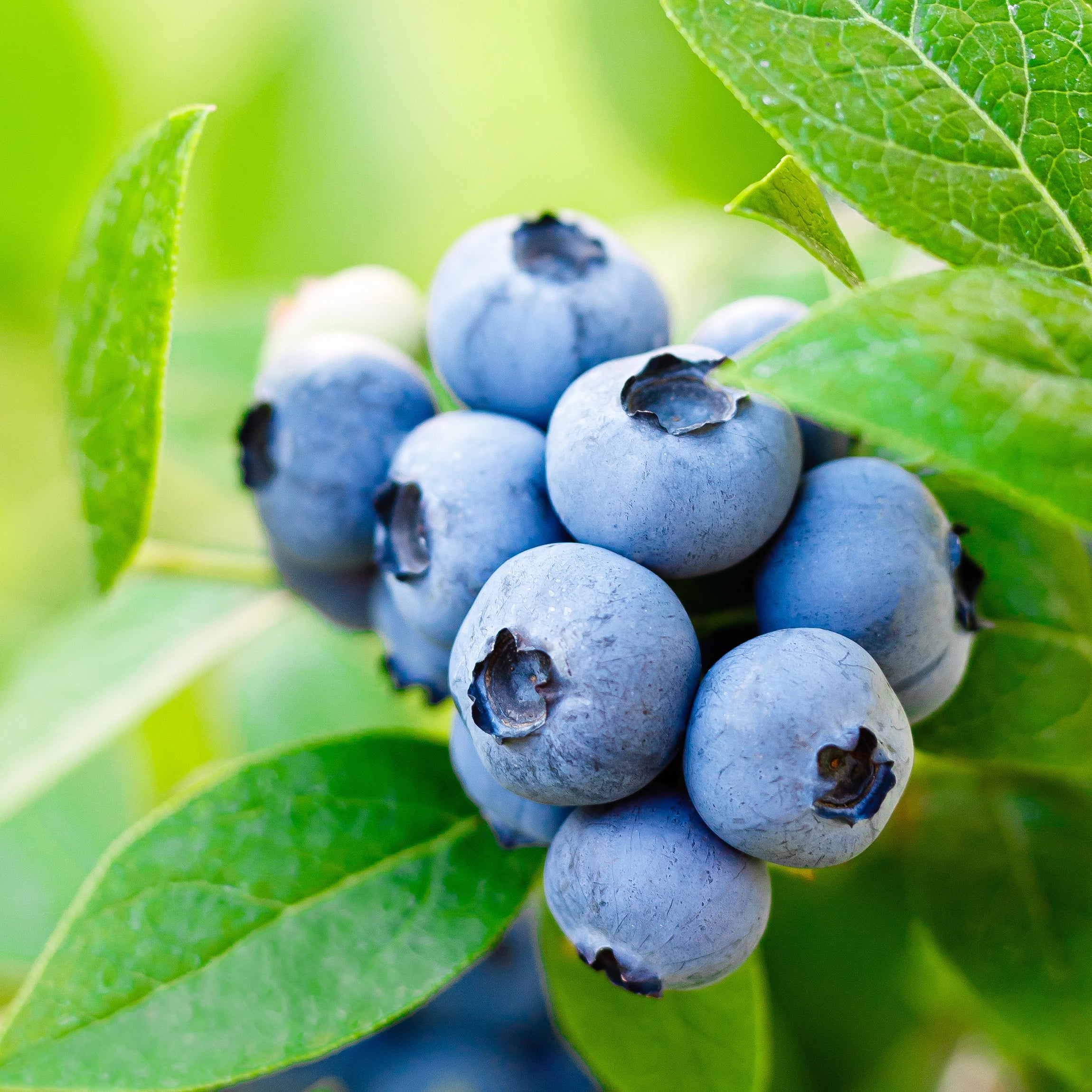 Enhances Fruit Quality and Size